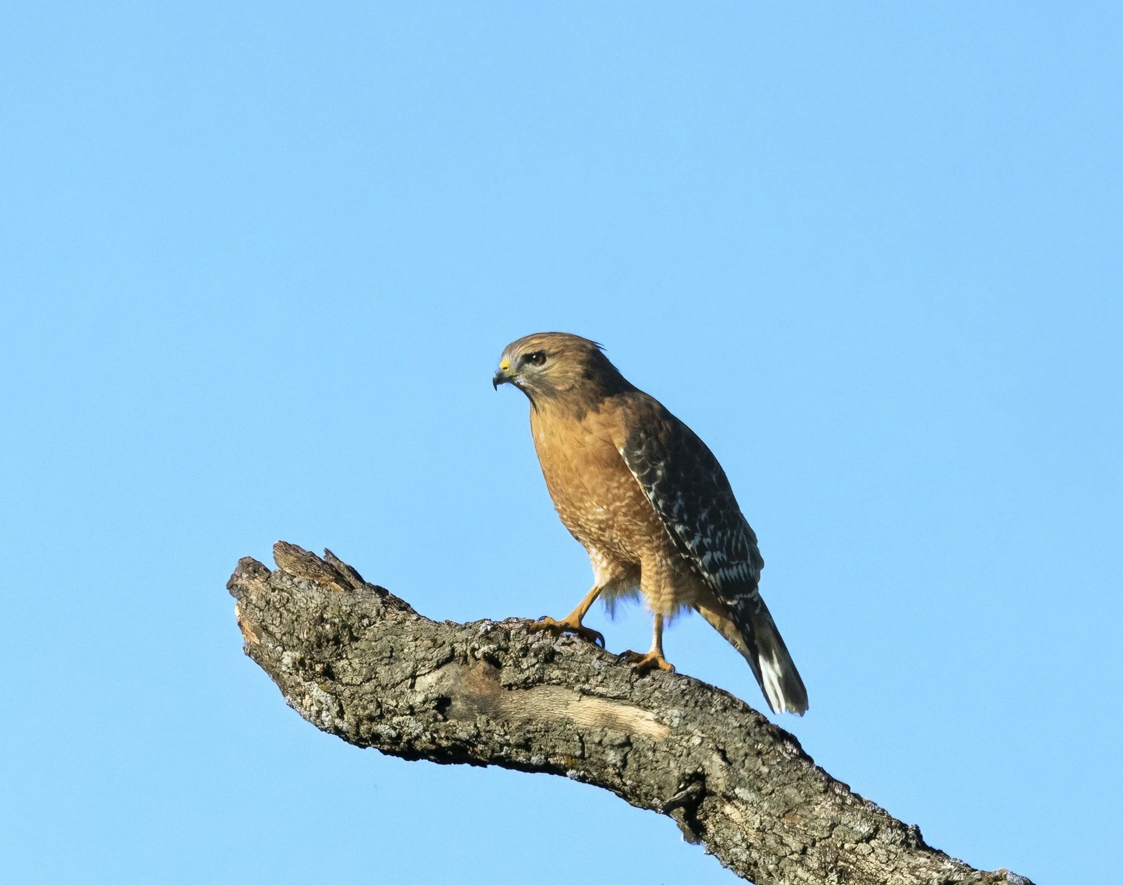 Red Tail Hawk