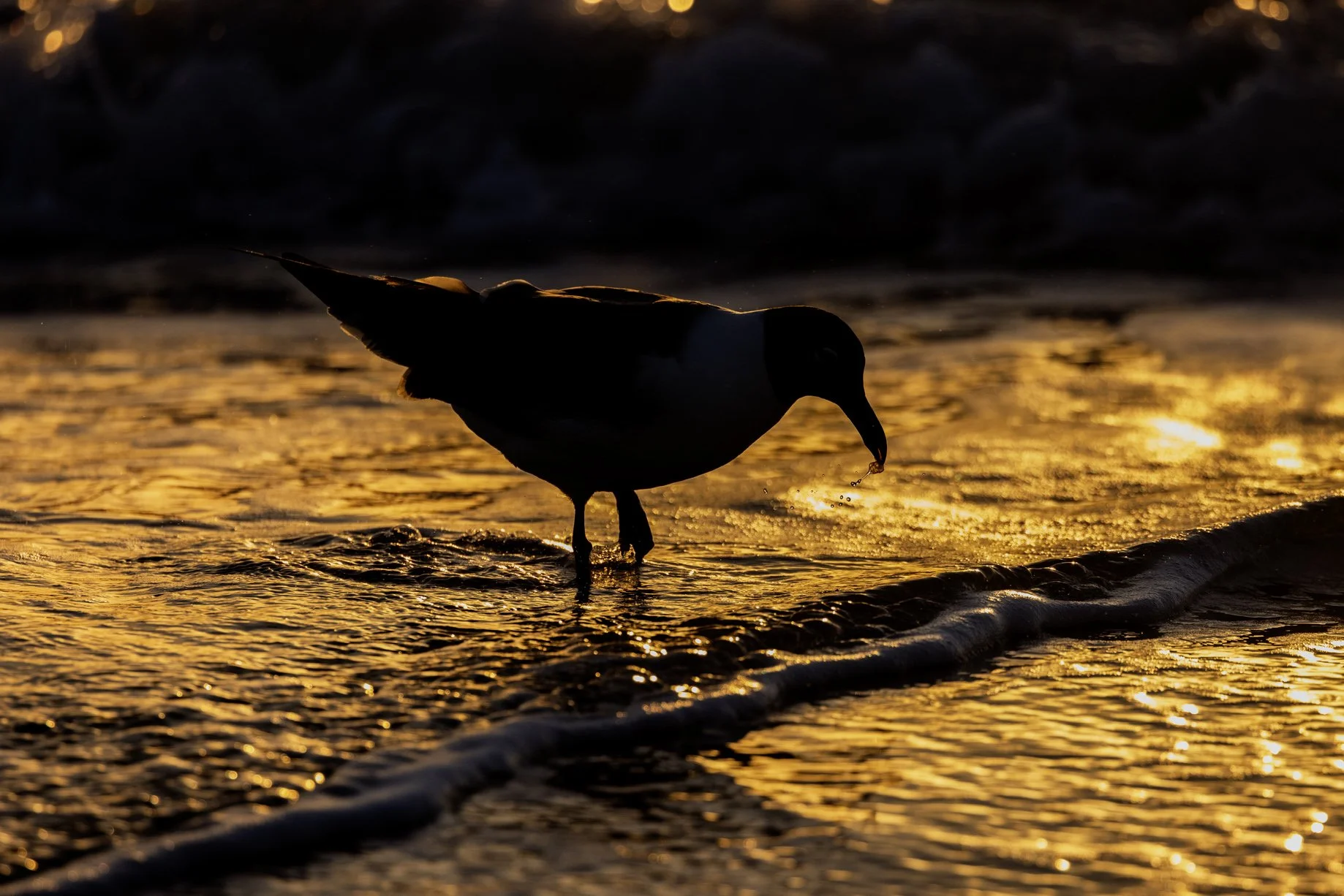 Laughing Gull silhouette, South Padre Island