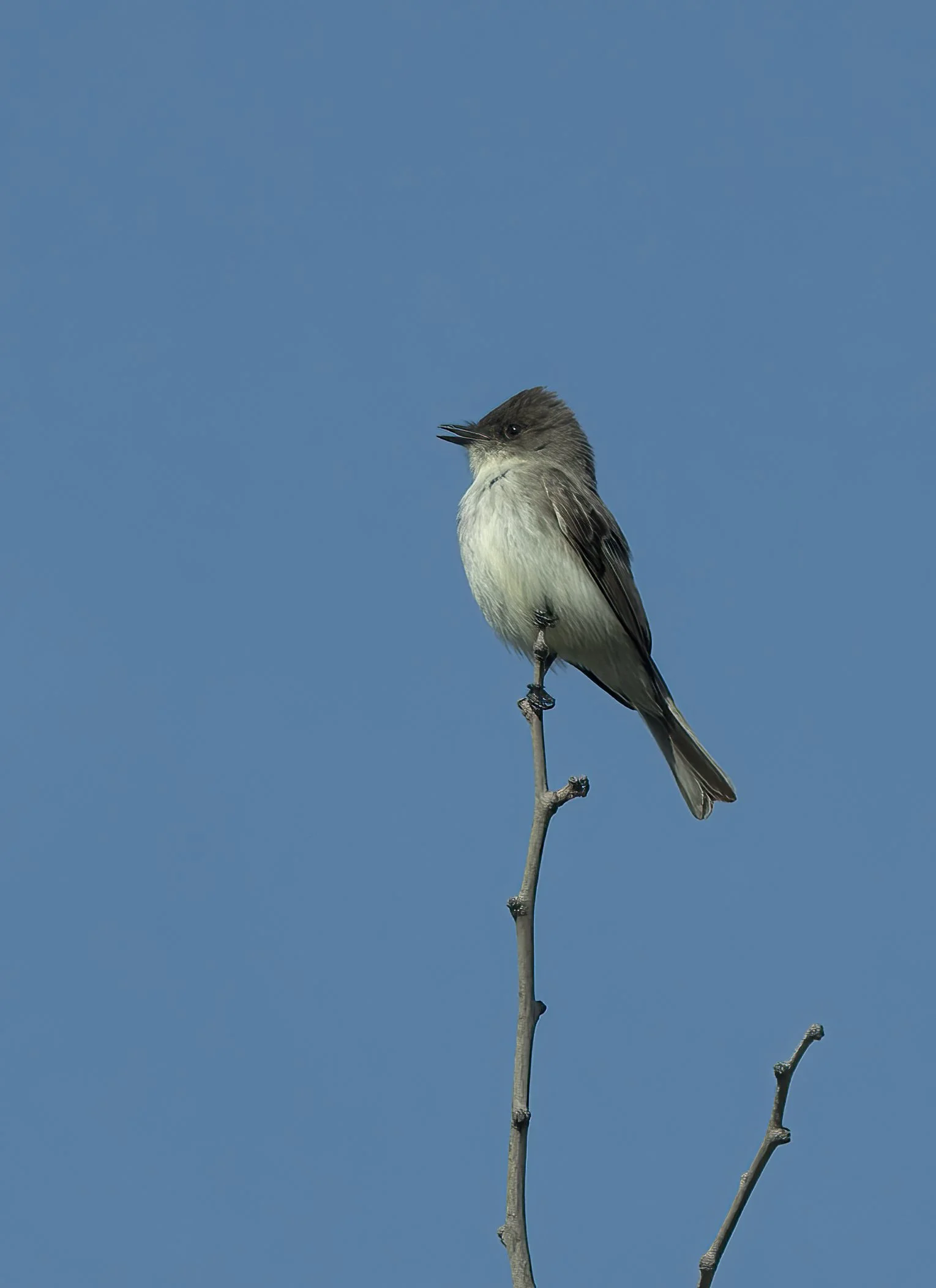 Eastern Phoebe