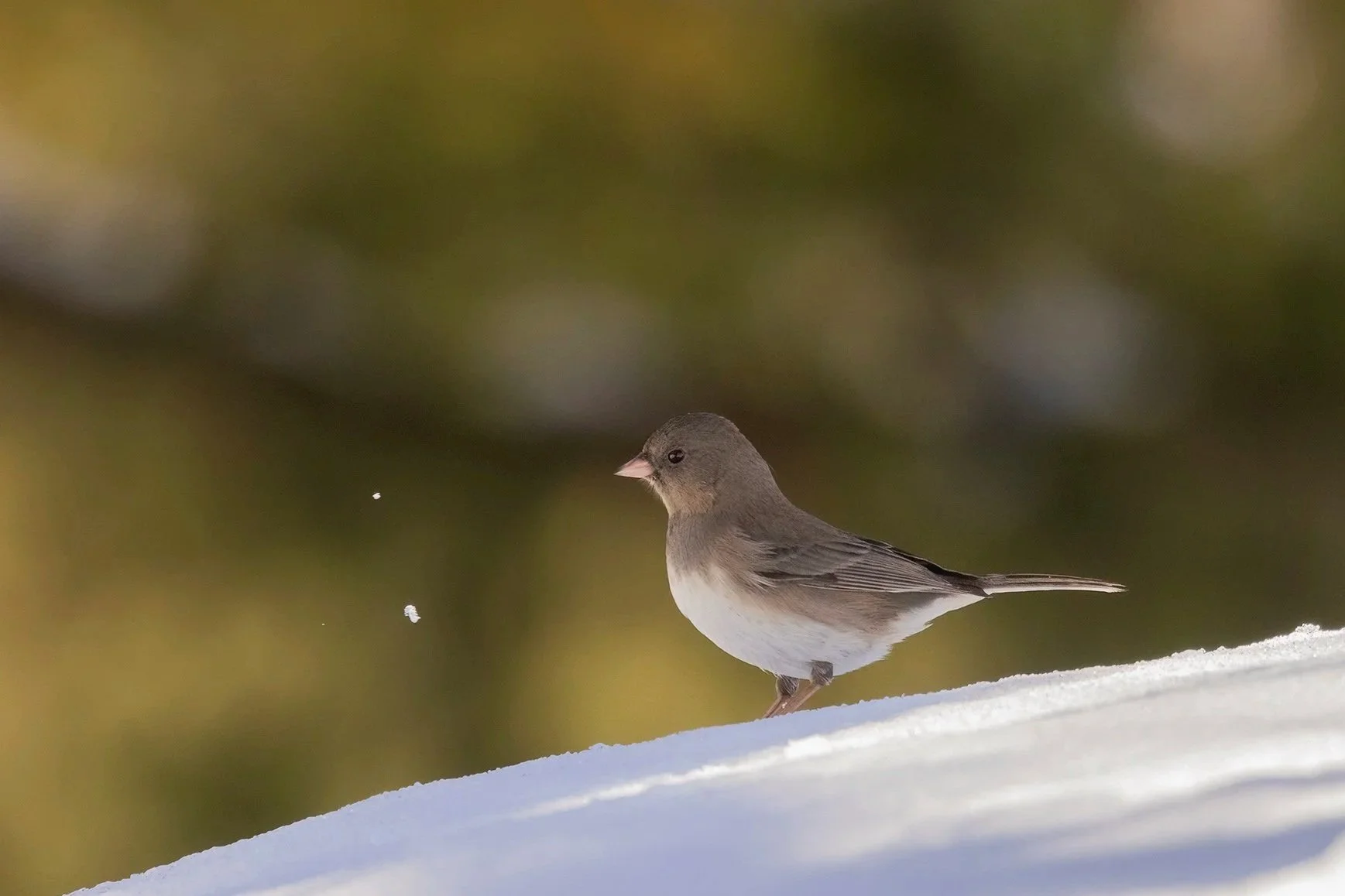 Dark-eyed Junco in the snow