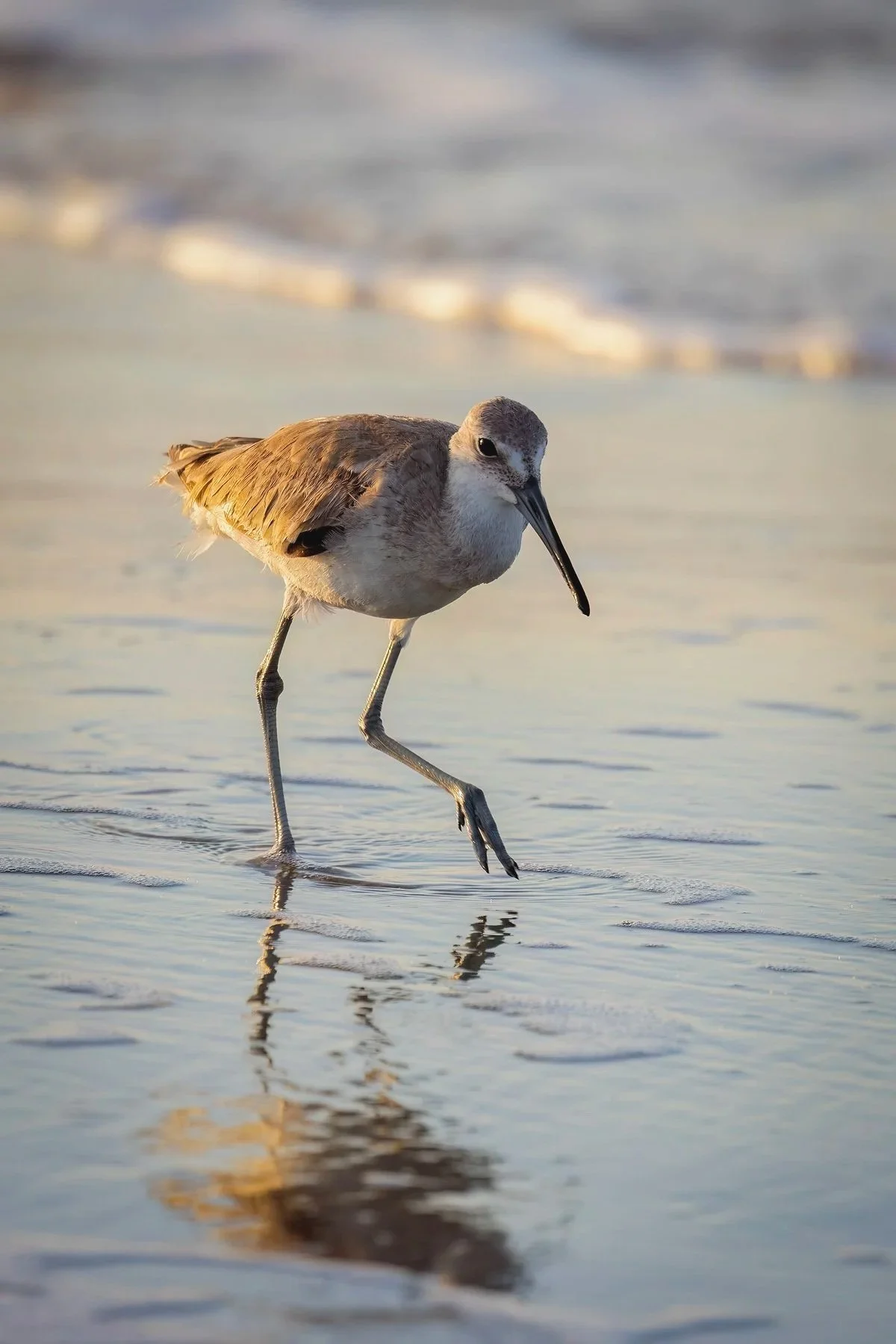 Willit Walking at Sunrise, South Padre Island