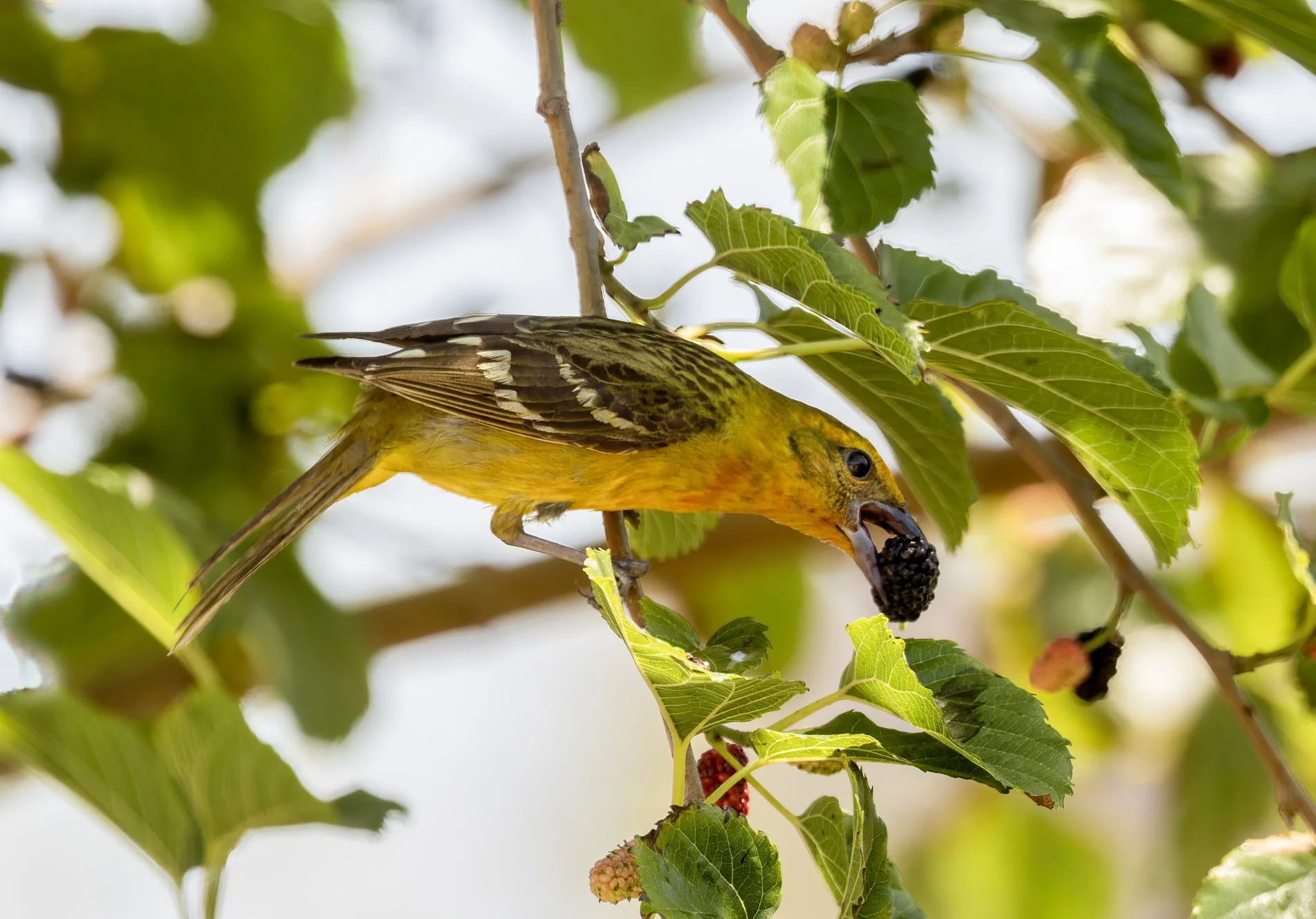 Flame Tanager, South Padre Island
