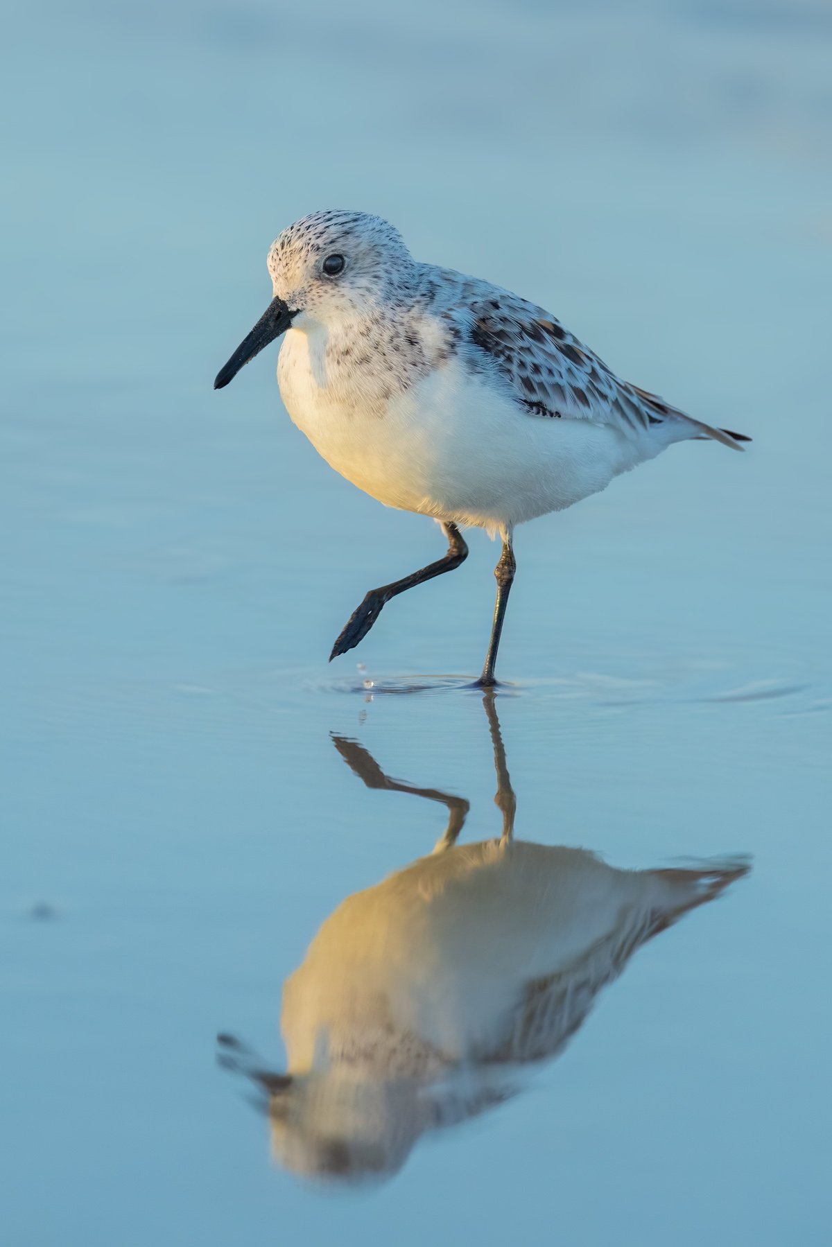Sanderling, South Padre Island