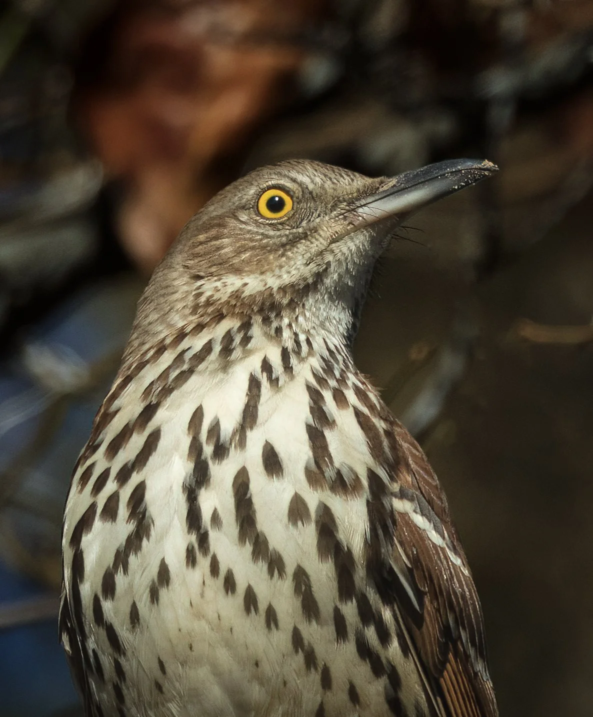 Brown Thrasher