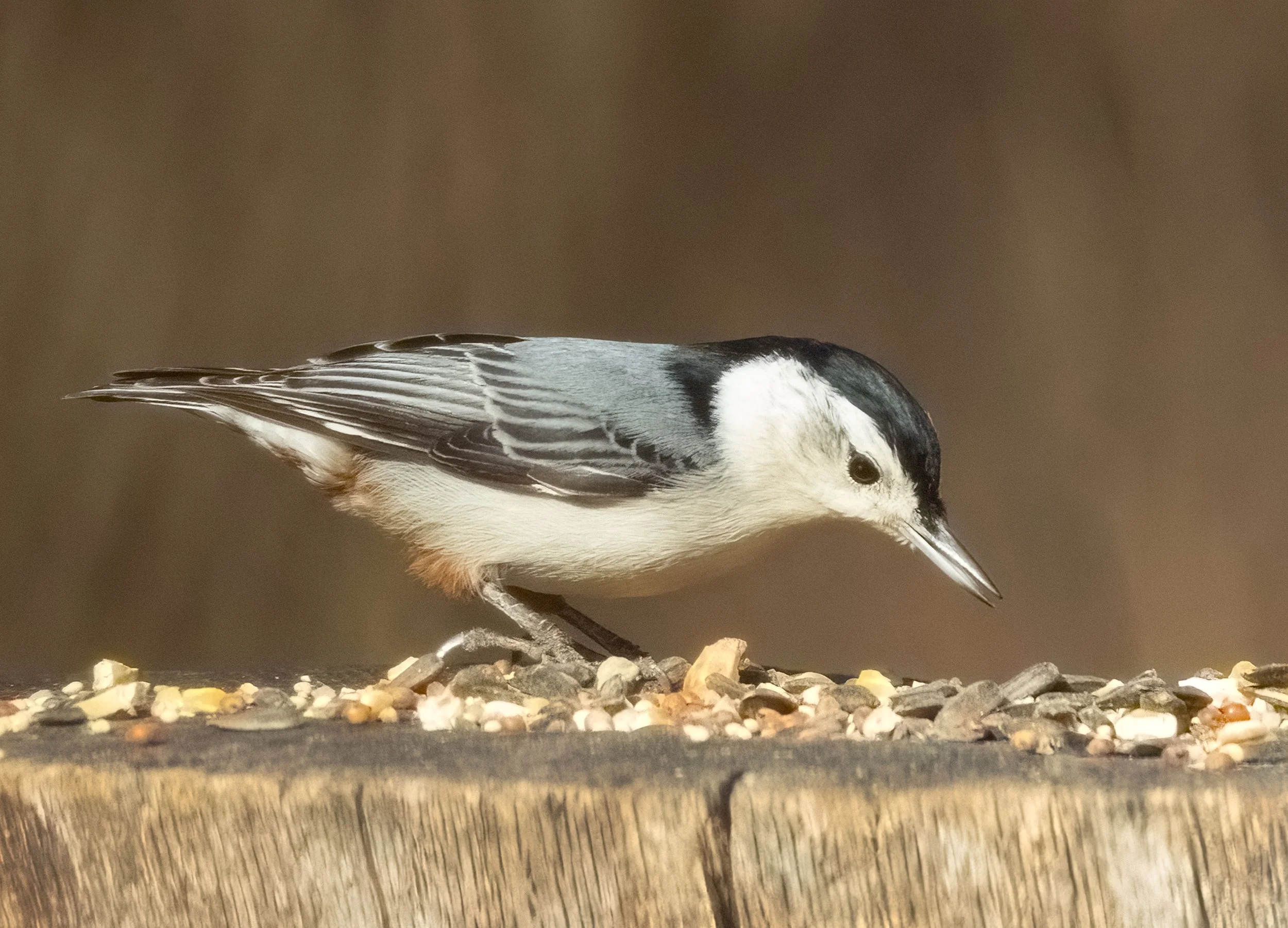 Nuthatch