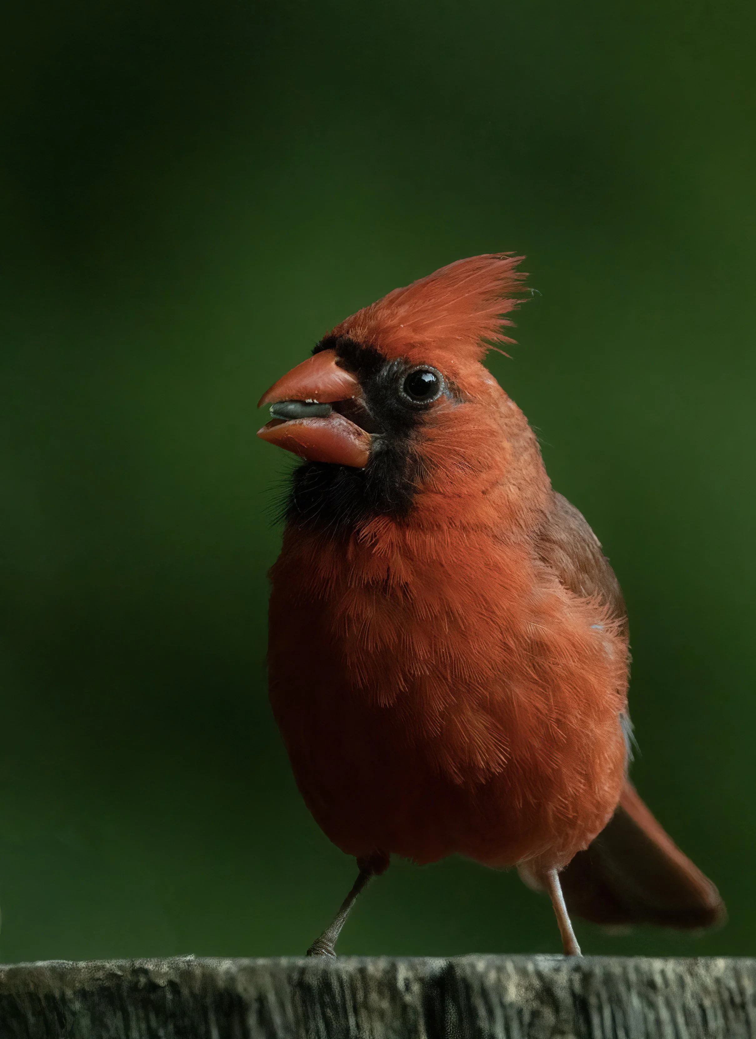 Northern Cardinal