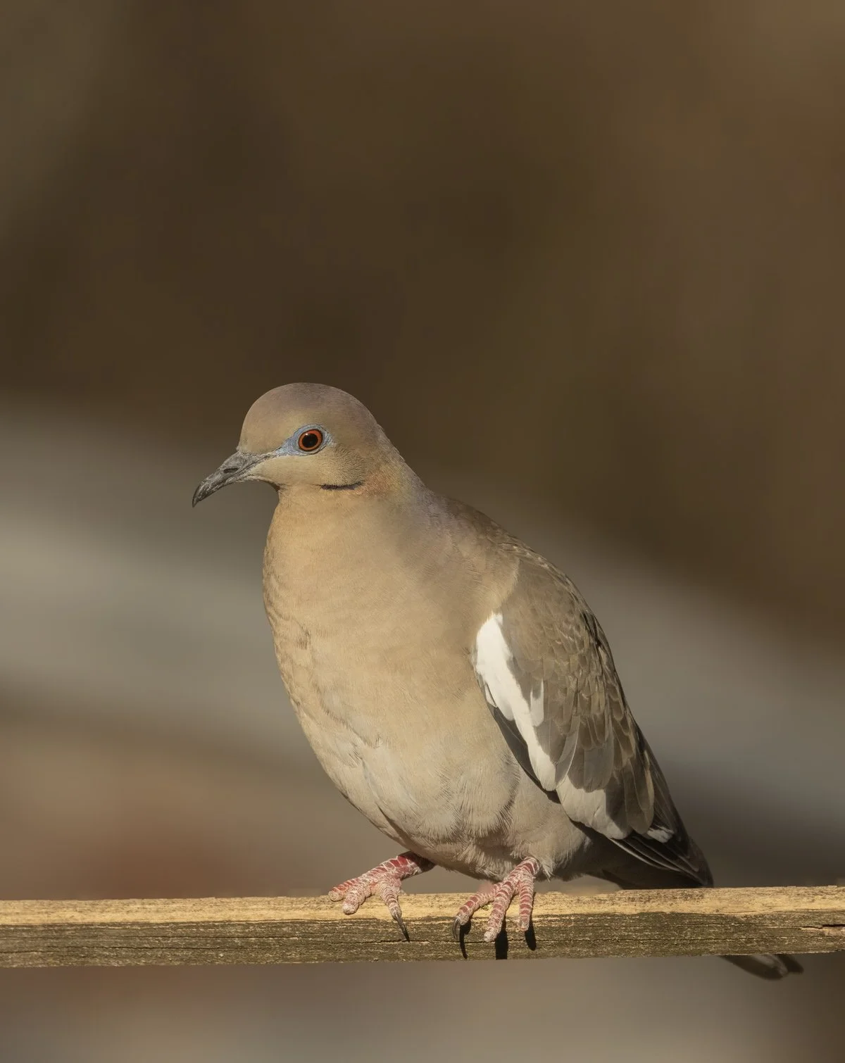 White Winged Dove "Two Toes"