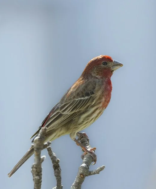 House Finch