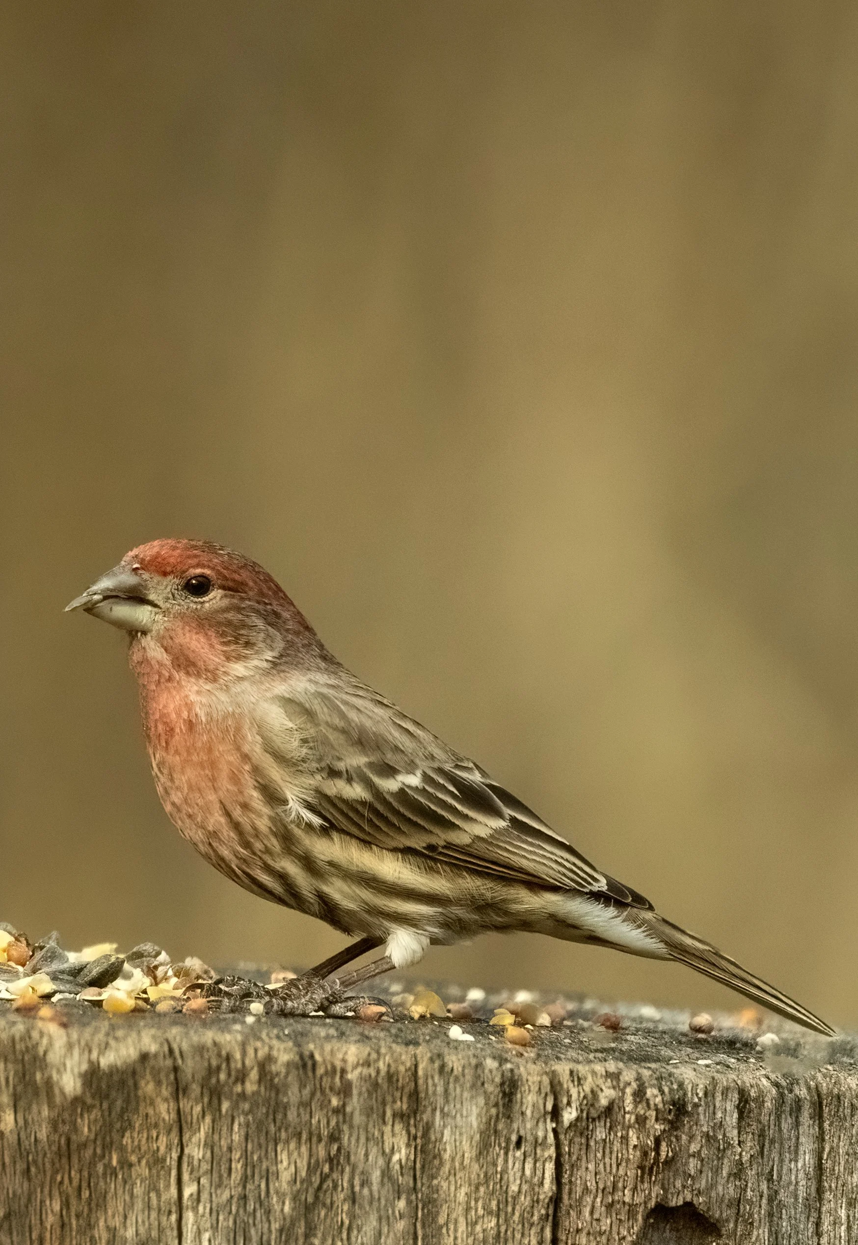 House Finch