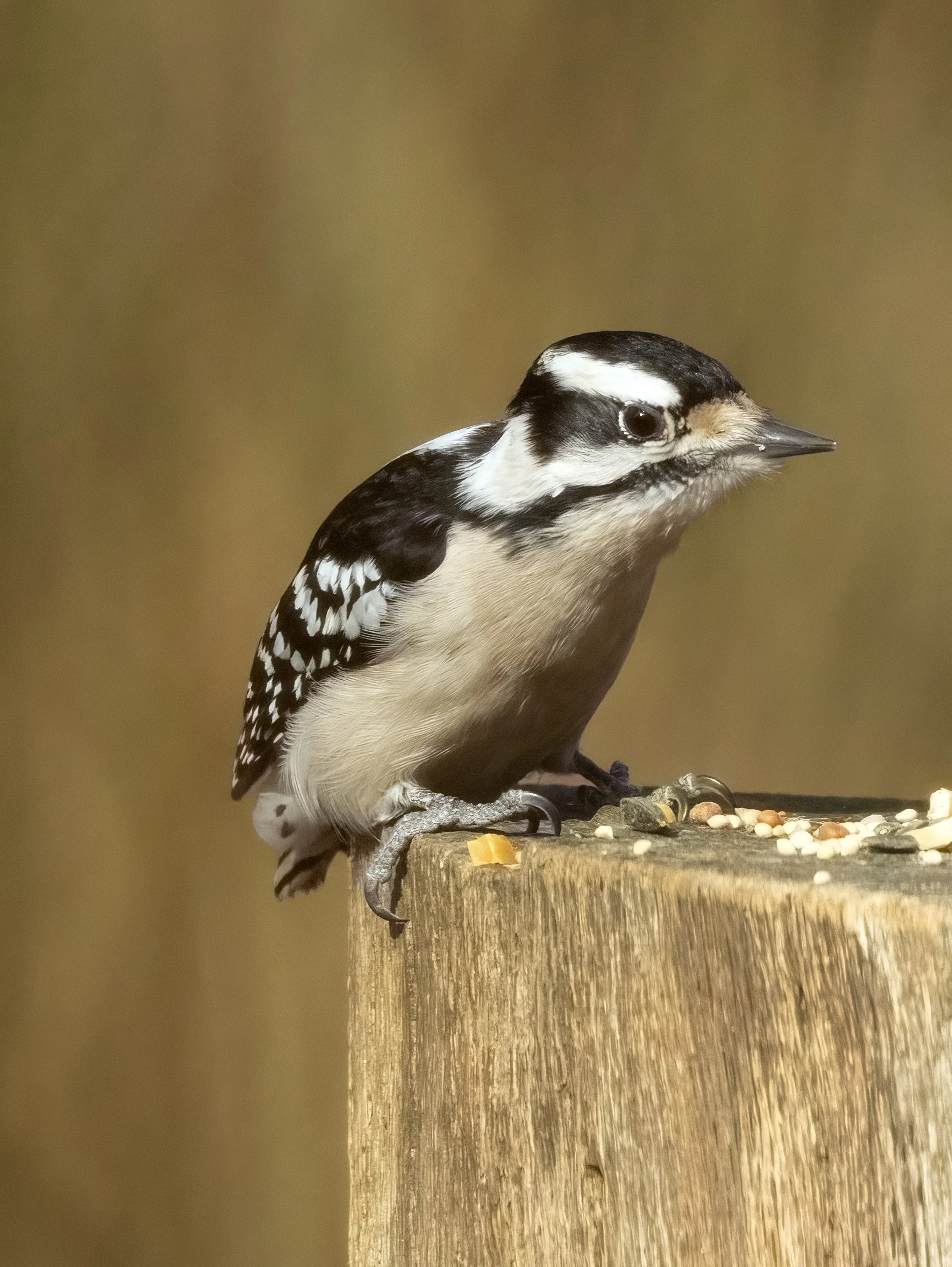 Downy Woodpecker, Female