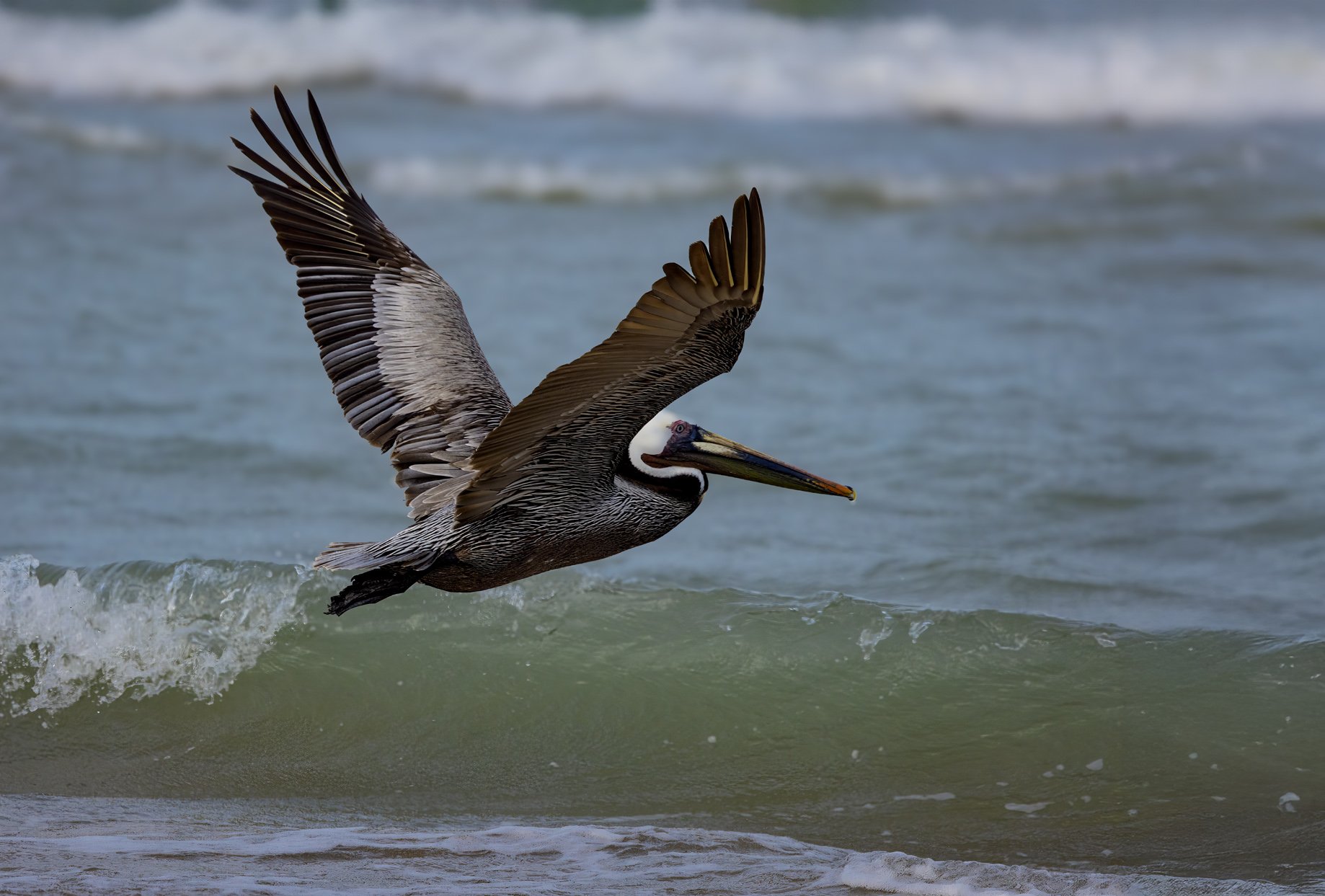 Brown Pelican, UFO Beach, SPI