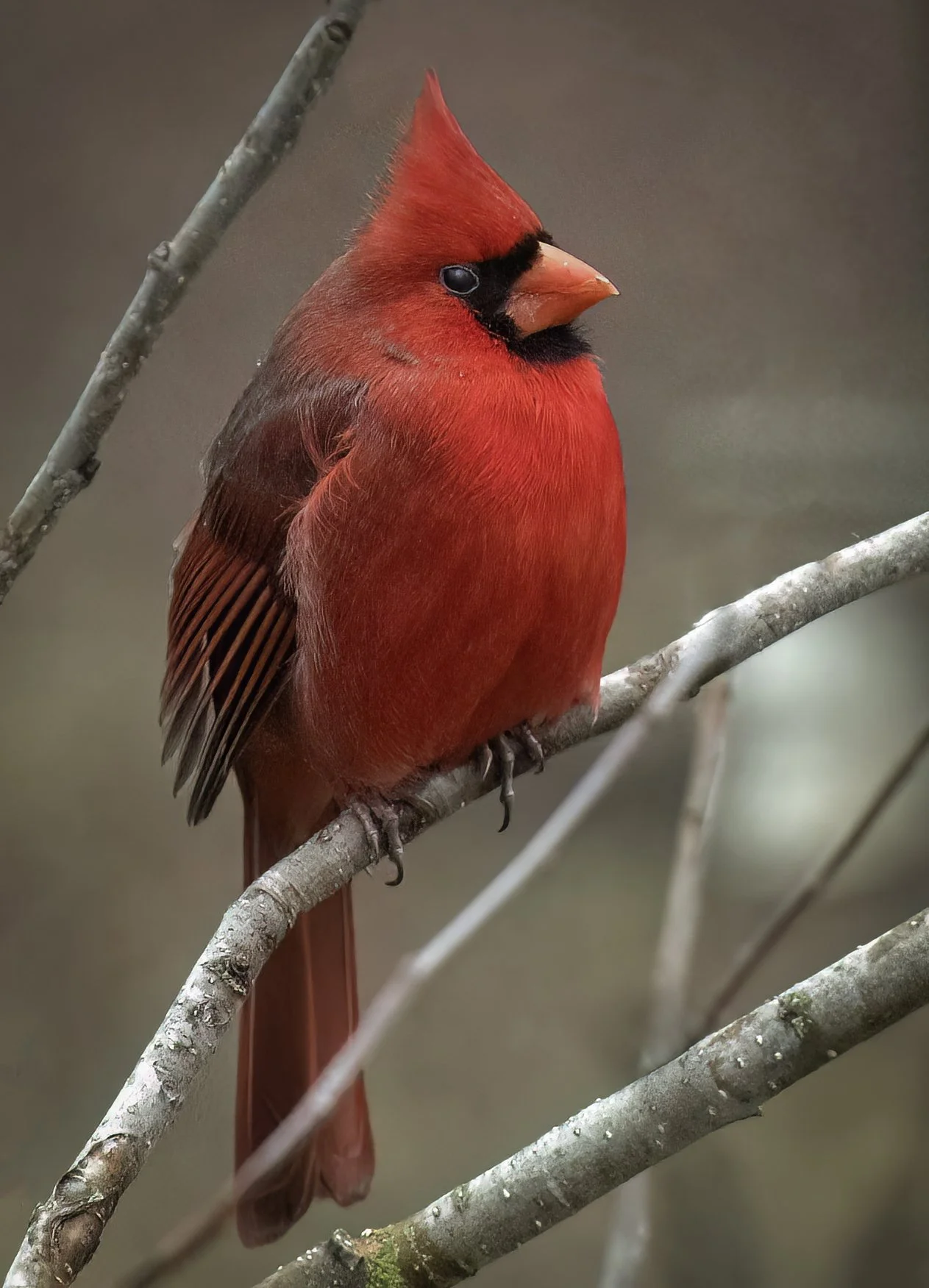 Winter Cardinal
