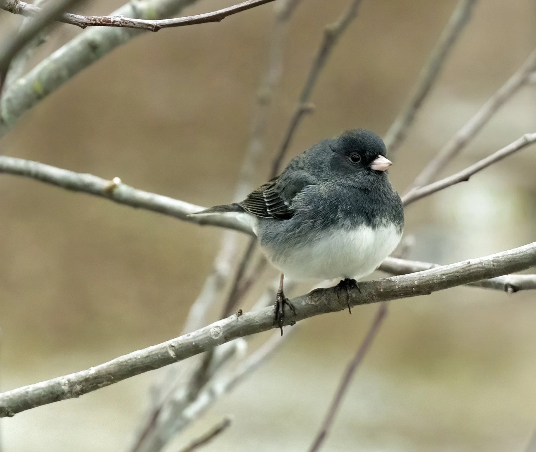 Puff Ball Junco