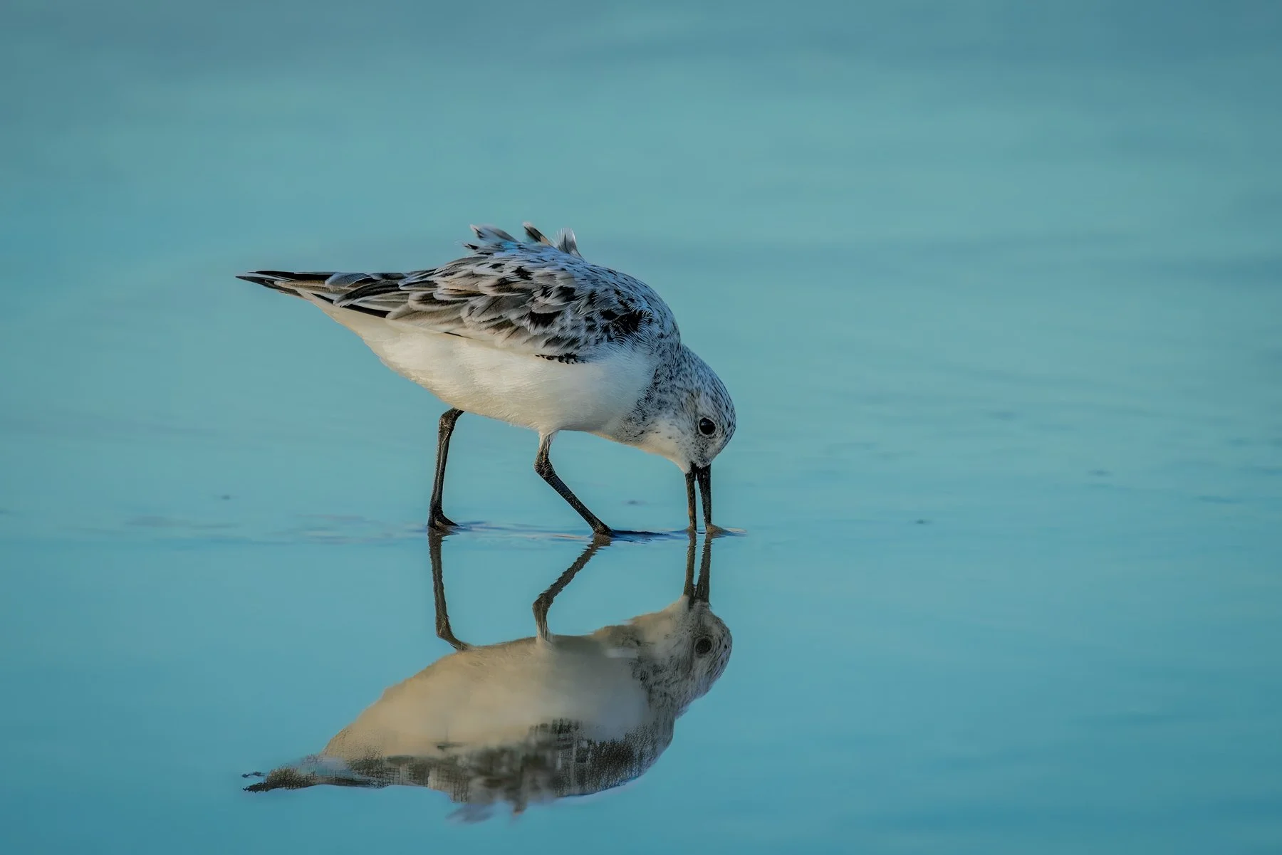 Sanderling, South Padre Island