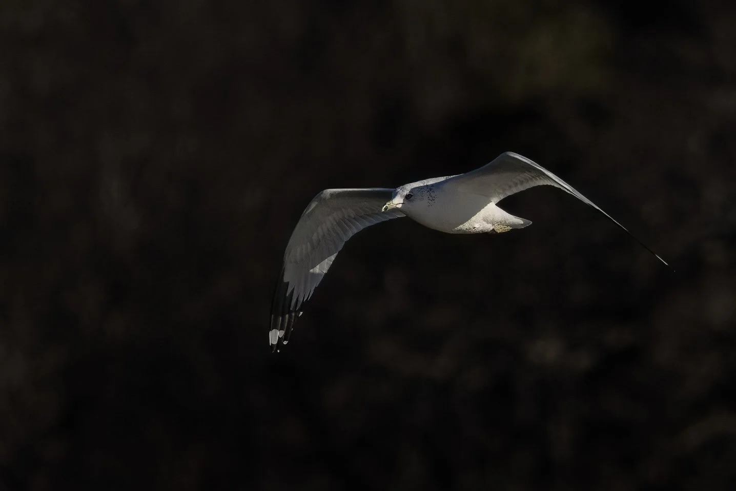 Ring BIlled Gull, Lake of the Arbuckles