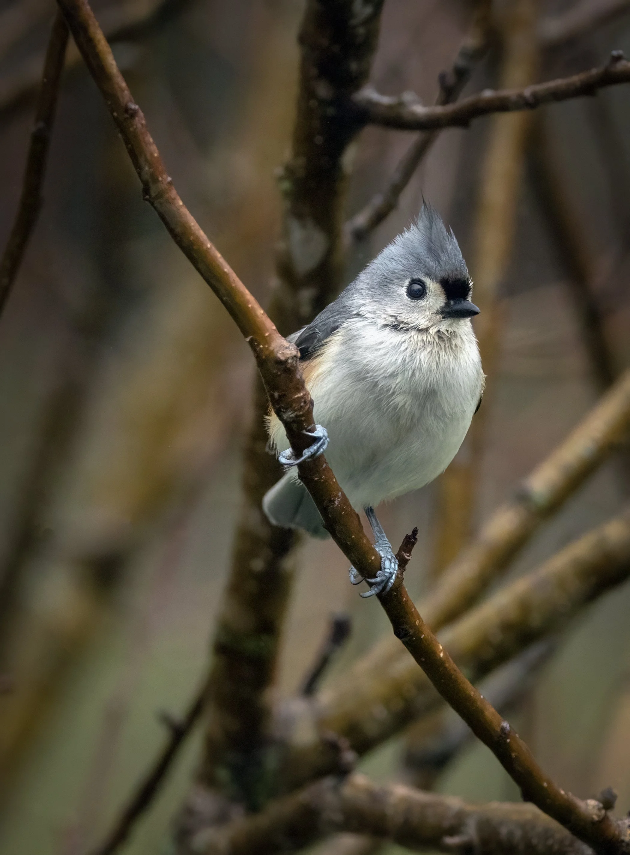 Tufted Titmouse