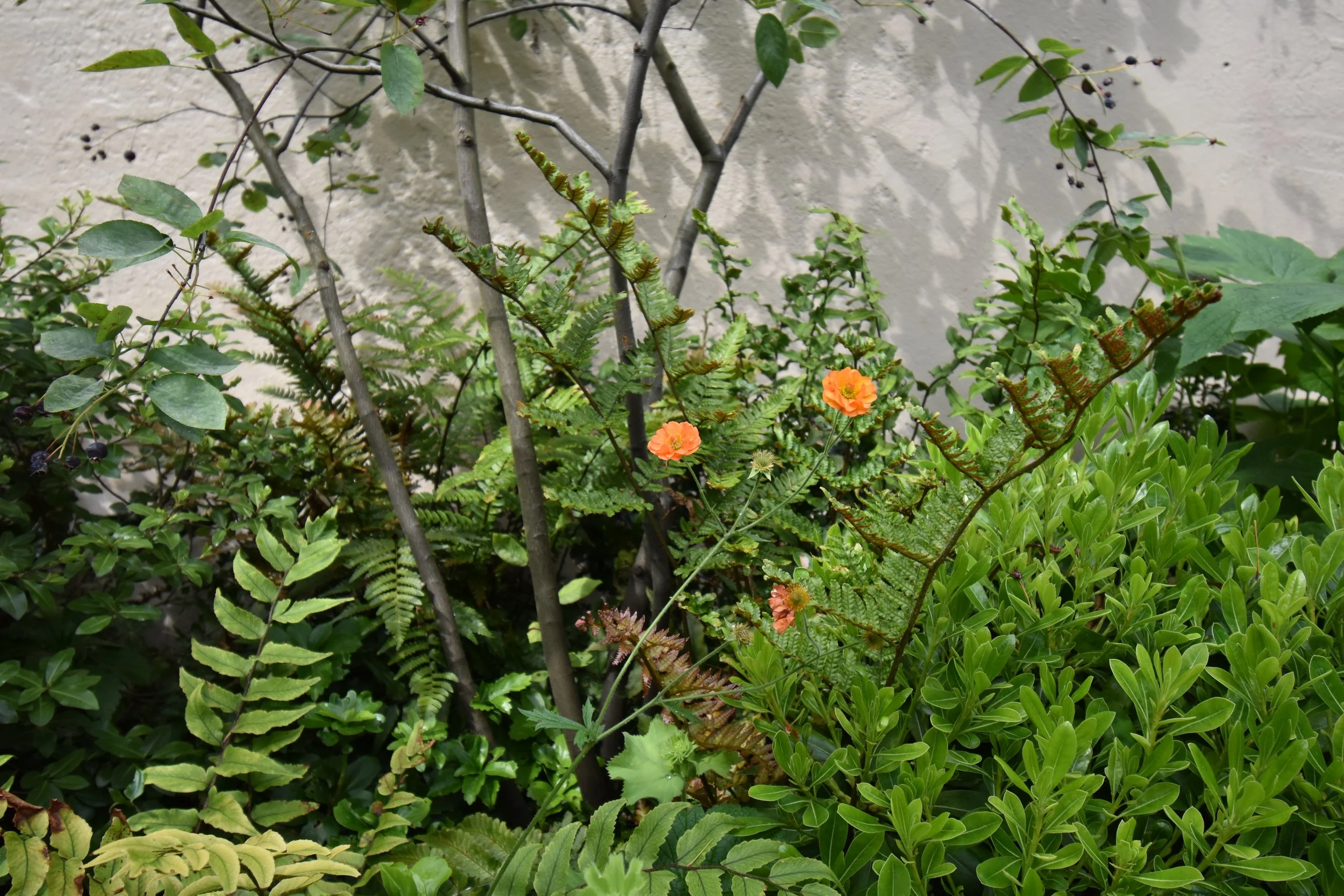 DSC_0310.JPG