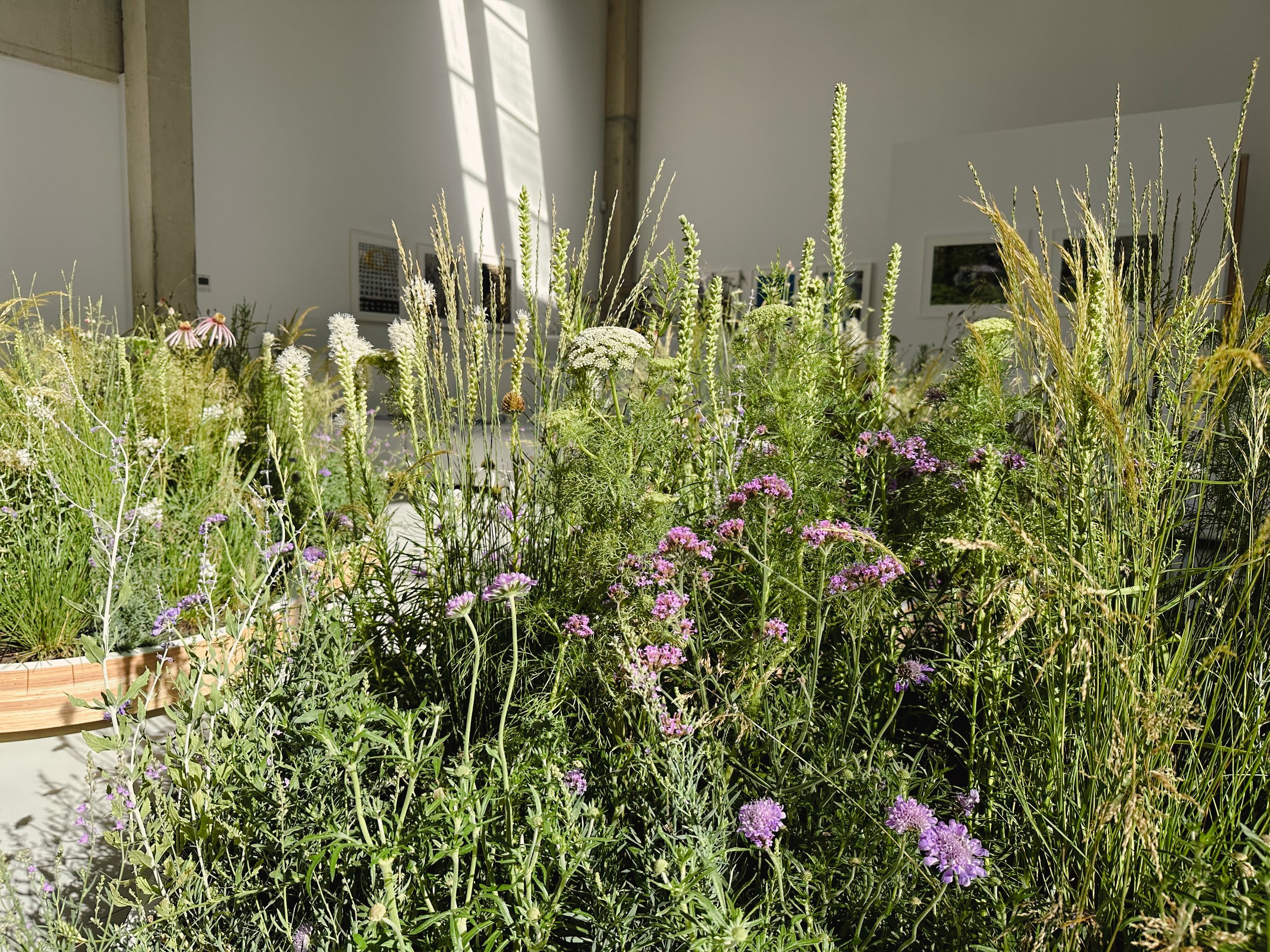 Goodwood Art Foundation Planting Design-30.jpg