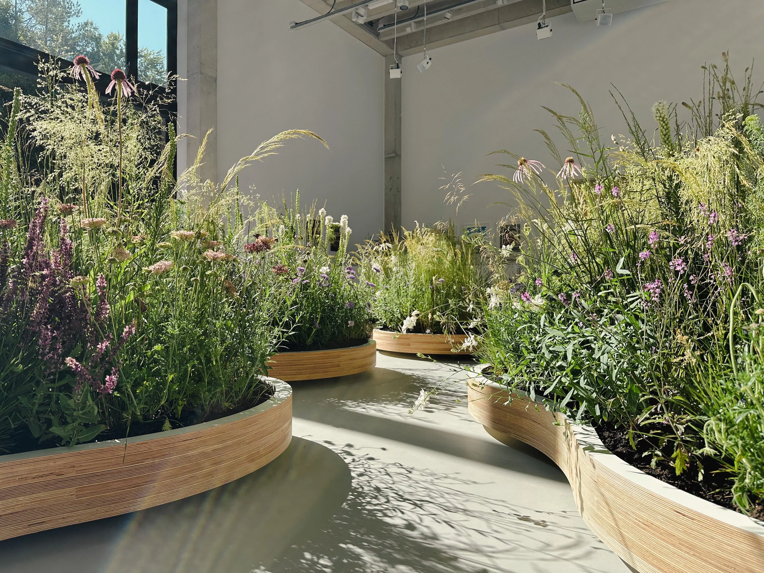 WILD MEADOW - PLANTSCAPE 2025