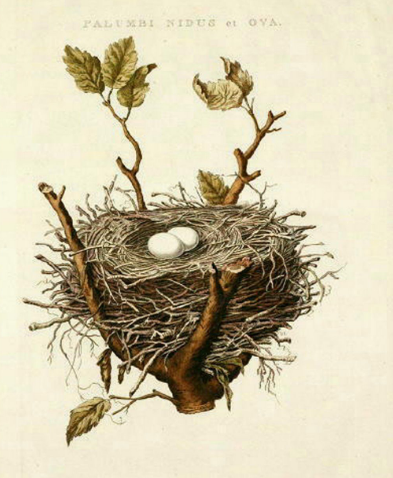 Vintage drawing of eggs in a nest