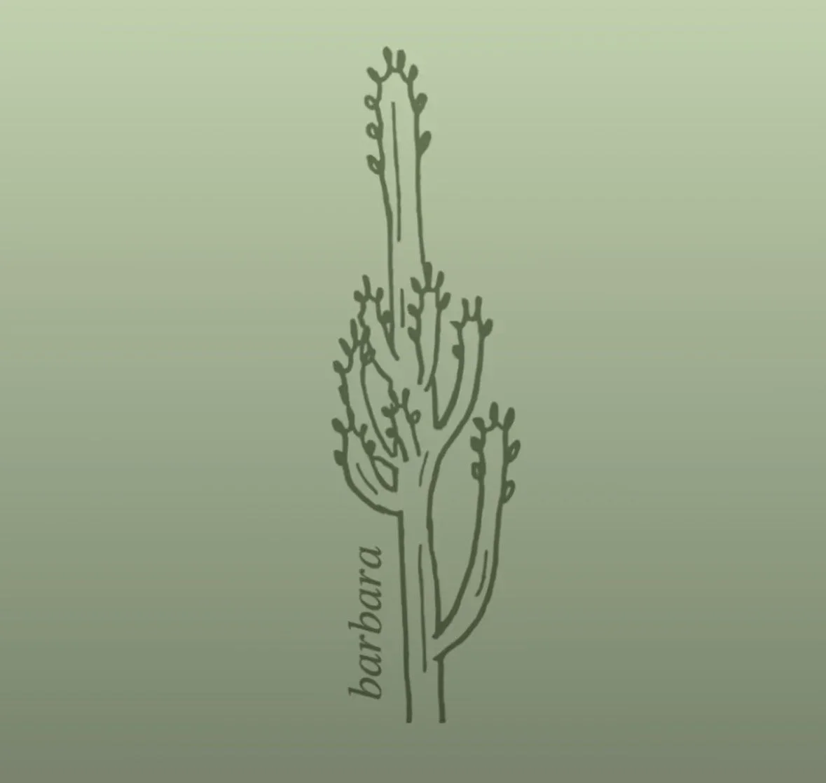 Barbara the African milk tree