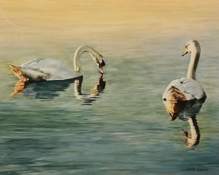 Two swans floating on water with their reflections, one with its neck bent downward and the other upright, at sunset or sunrise.
