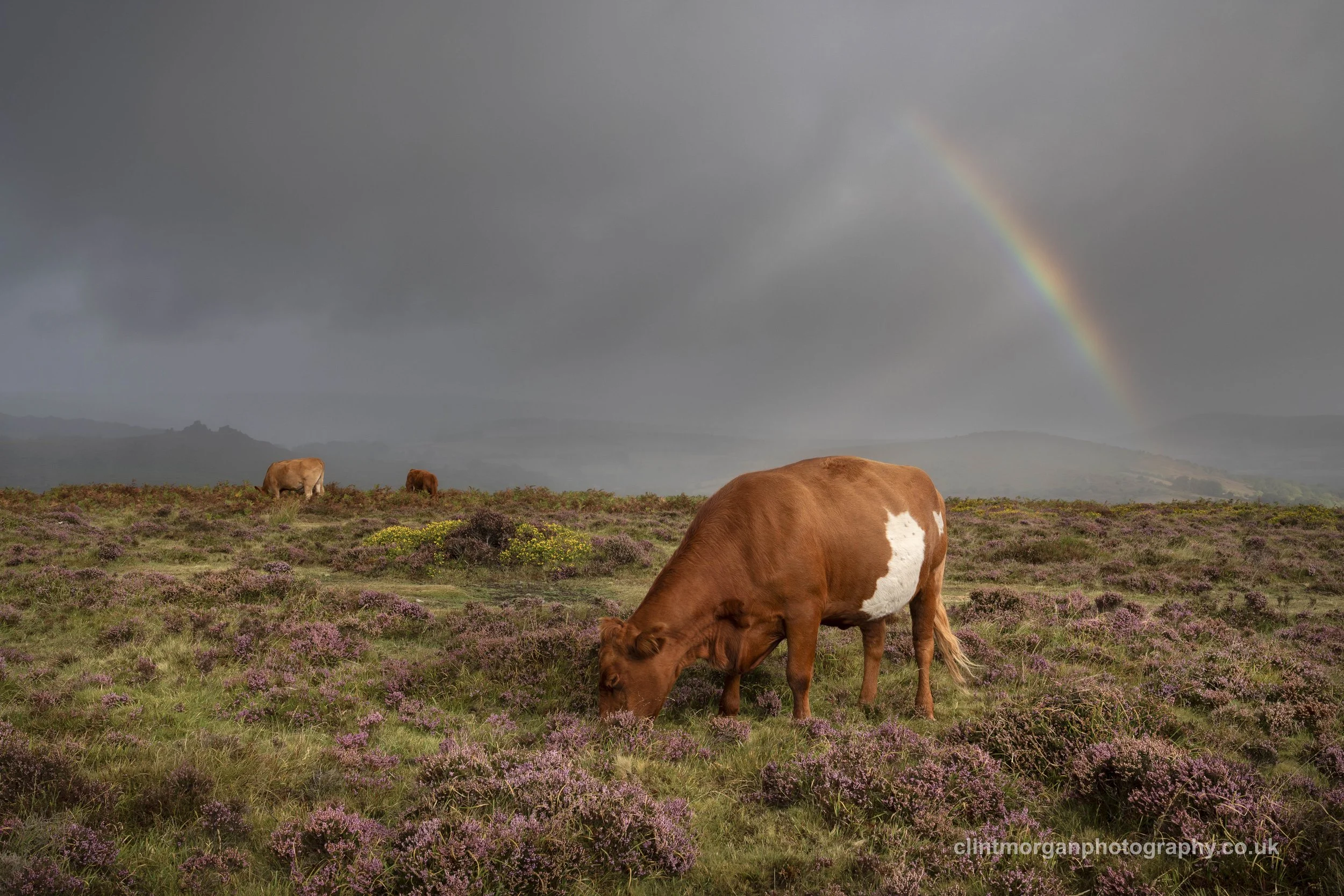 Moorland Graze