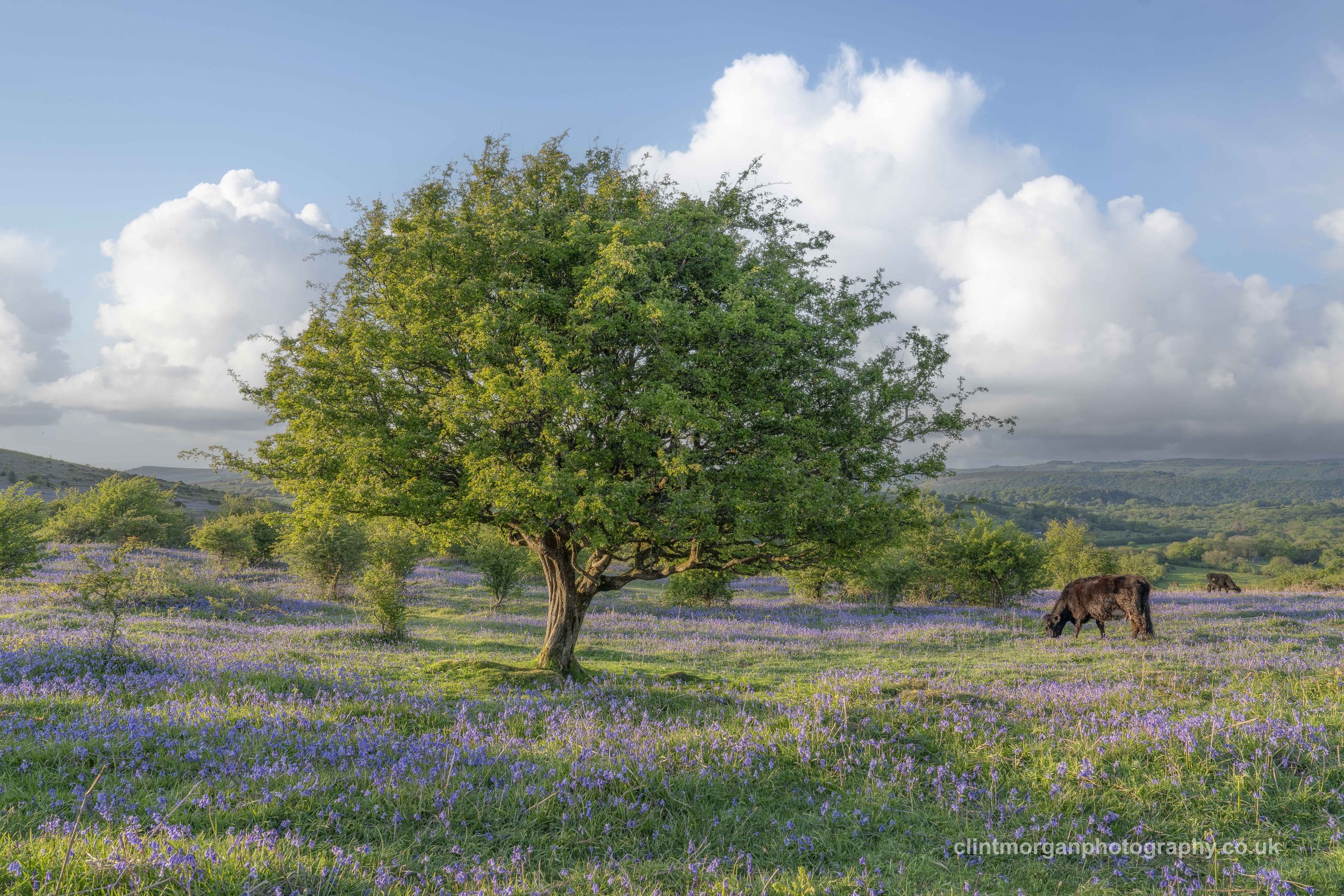 Dartmoor Hawthorn