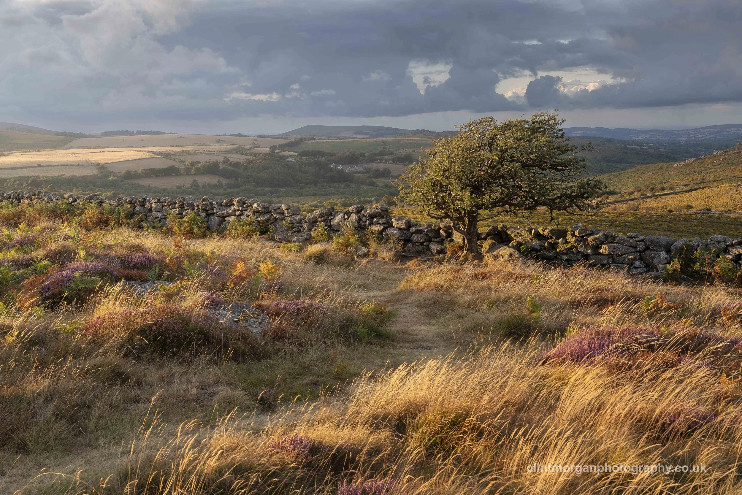 Dartmoor Hawthorn