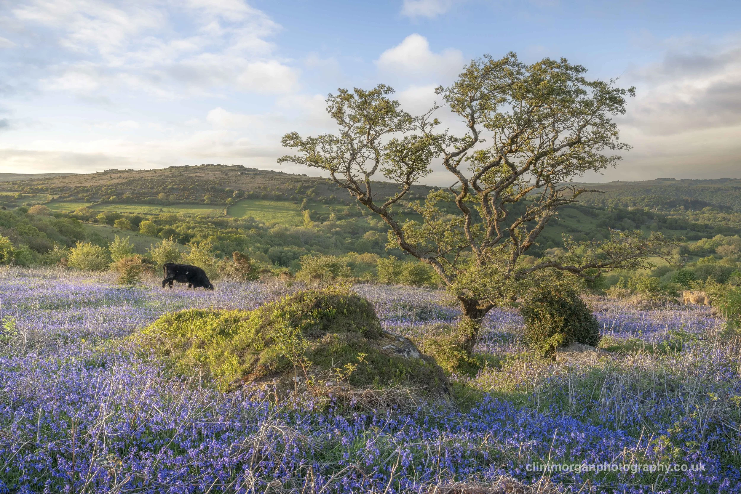 Moorland Spring.jpg