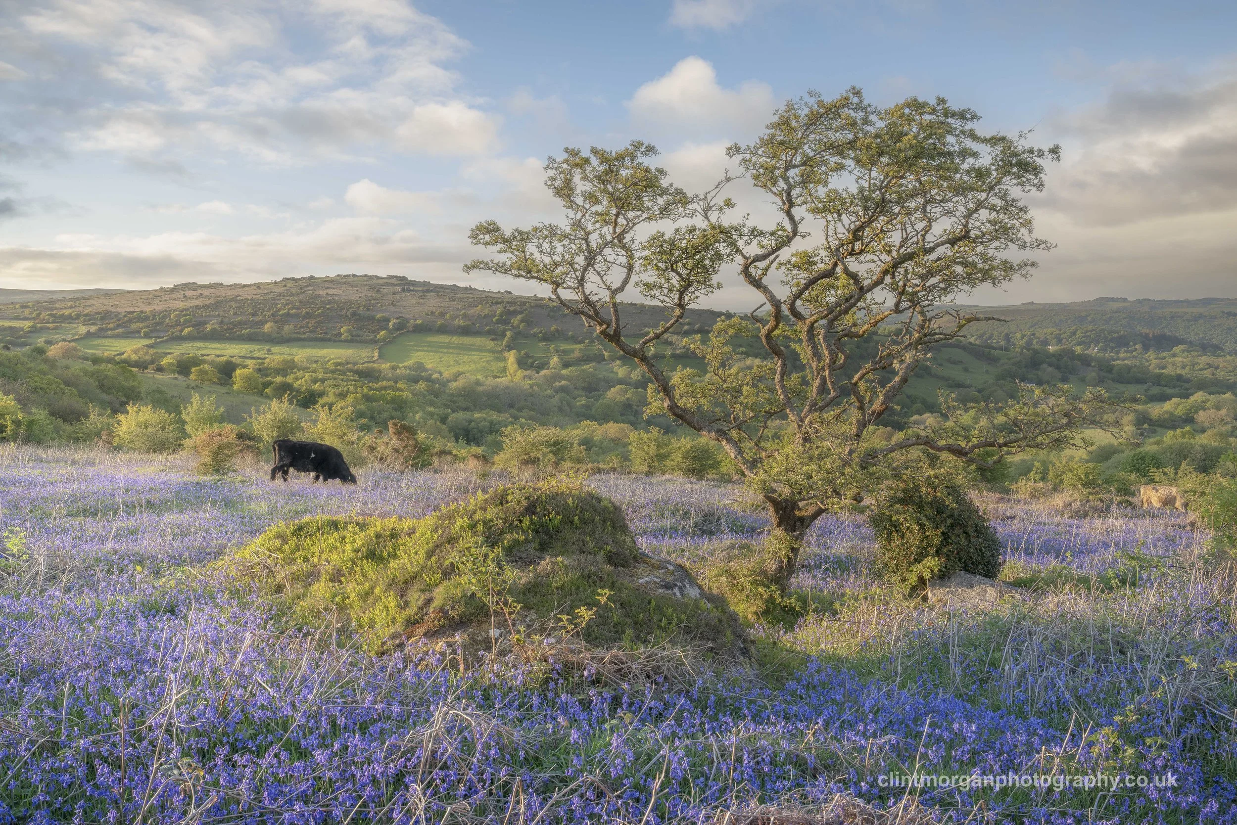Moorland Spring