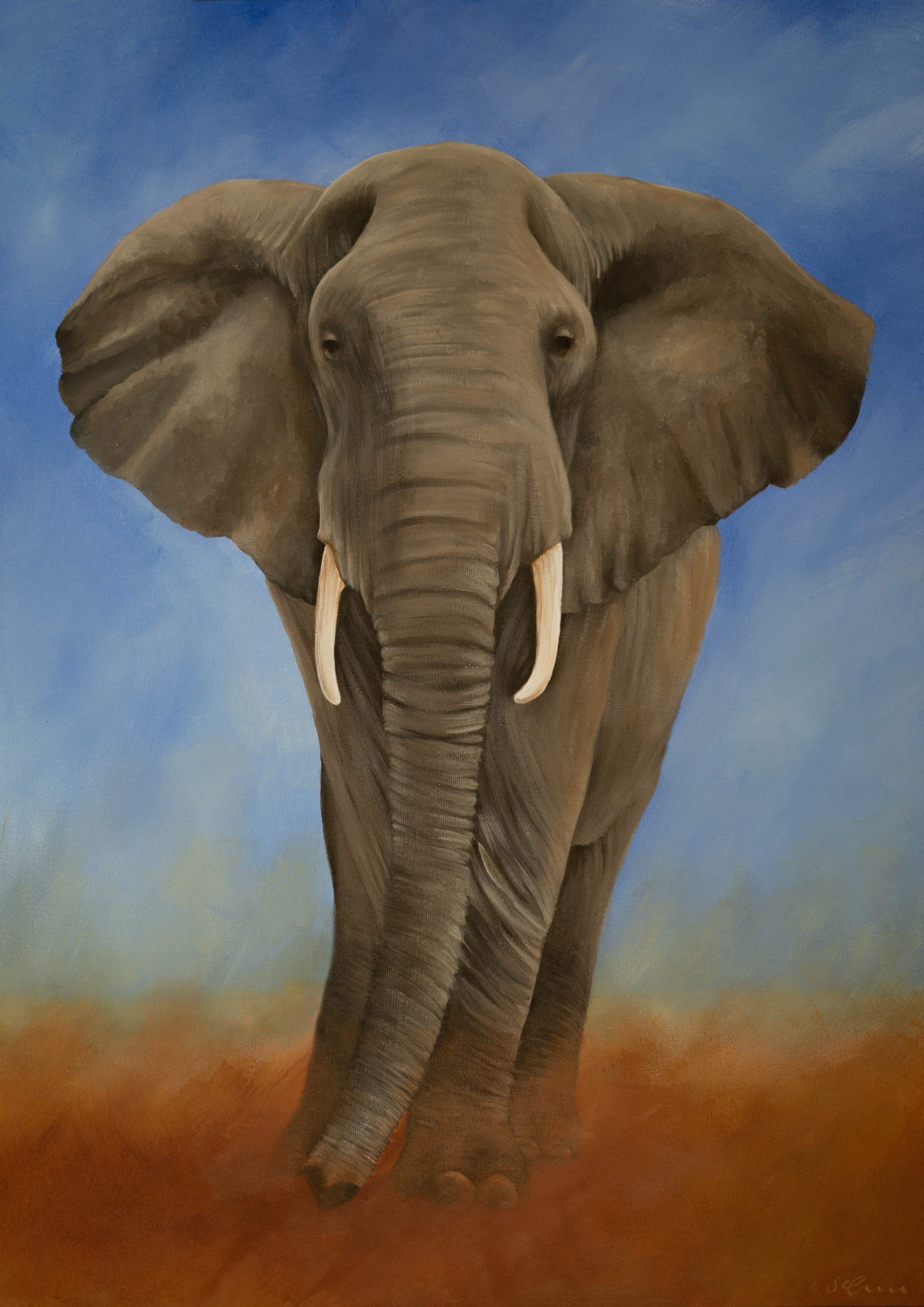 Elephant.jpg