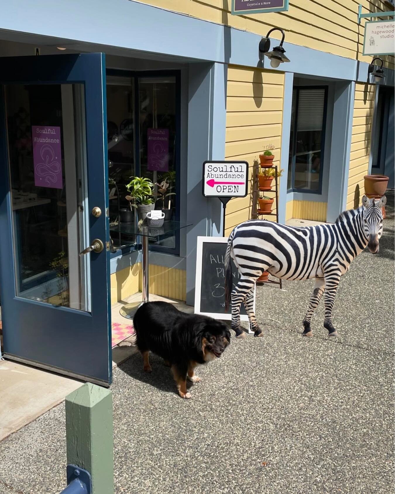 Even zebra&rsquo;s love crystals!  Z made it all the way from North Bend to shop at Soulful Abundance and meet Sophie. IYKYK. 
.
#zebraescape #crystallove #soulfulabundance #northbendzebrasighting🐟🌿 #northbendzebra🦓 #porttownsend
