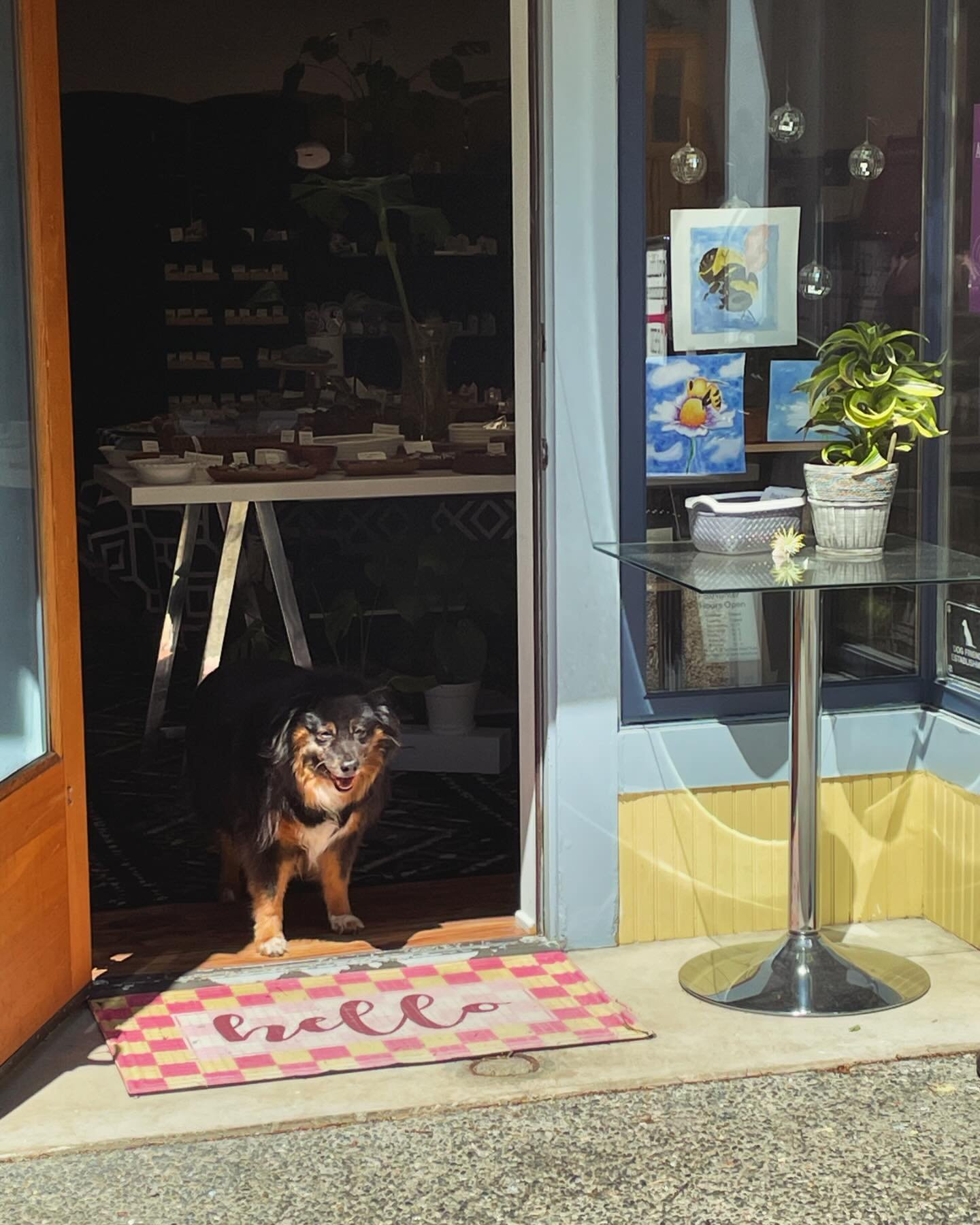 Sophie is excited it&rsquo;s so sunny out today!  We are looking forward to a nice and busy weekend. Come buy a rock or 2, or more! 💕😊💕.
#fridayvibes #crystalmagic #crystalshop #sunnydays☀️ #soulfulabundance #porttownsend #weekendmode