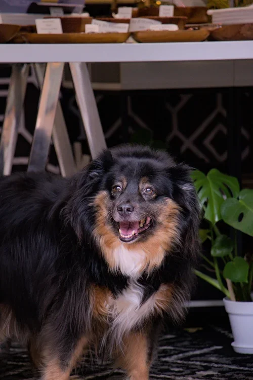 RIP Sophie the Crystal Dog