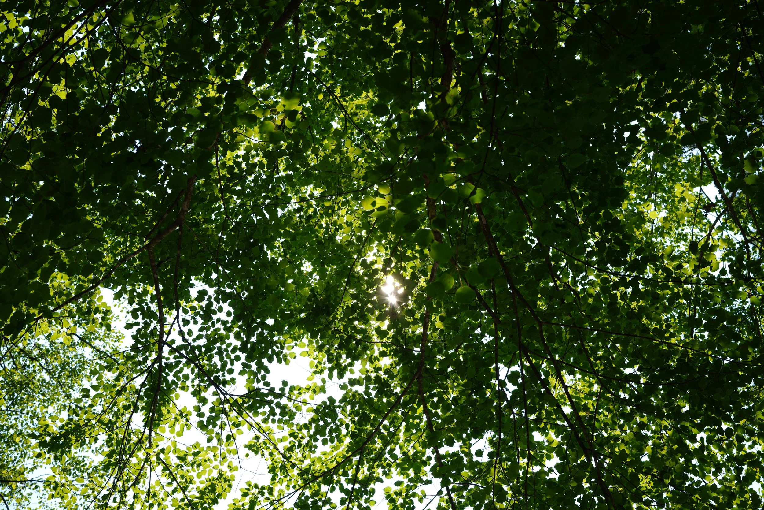 Nature &amp; Displacement.