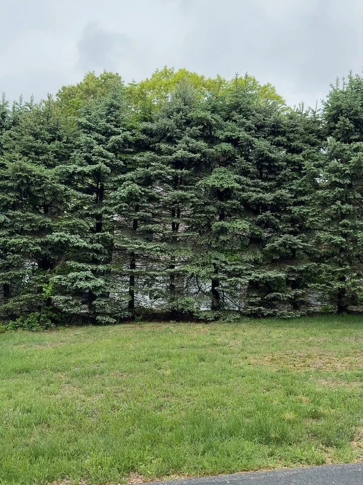 Wedding season tidbits for your scroll 🌸
#floraldesign #bts #florist #2026bride #newportflorist #capecodflorist #newenglandwedding #floralinspo #amusefloralco