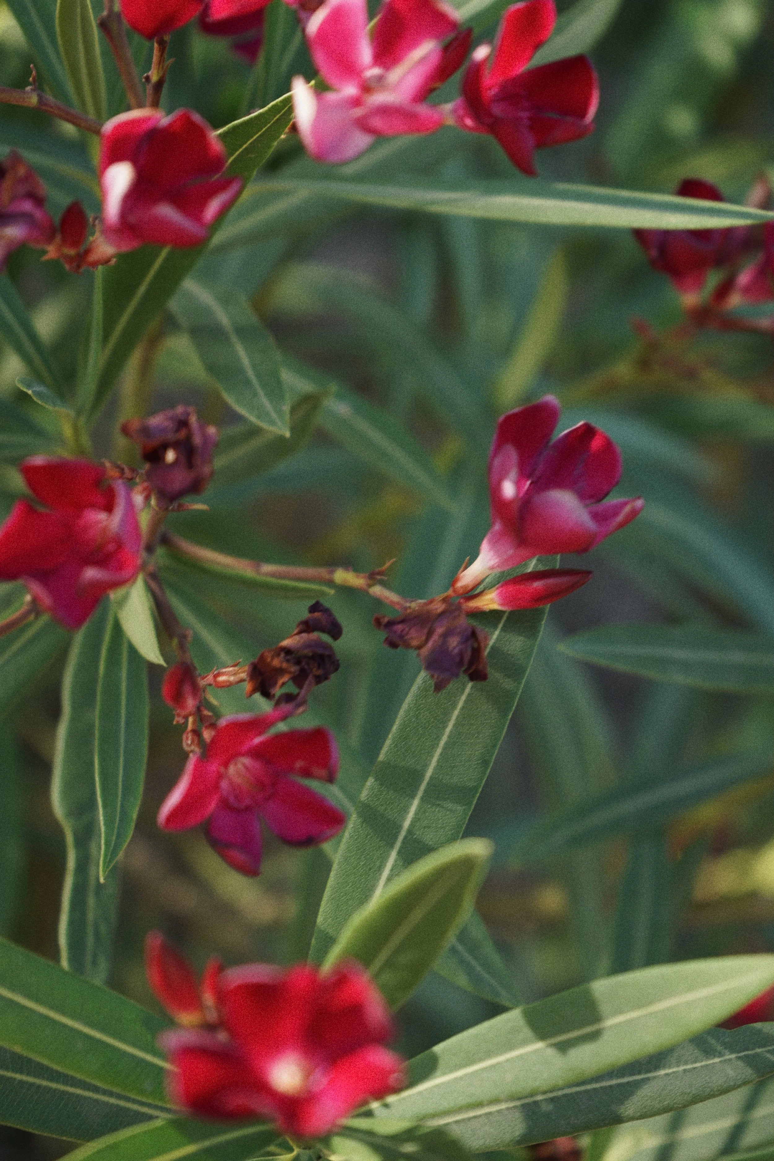Detail: roze-rode bloemen tussen groene bladeren