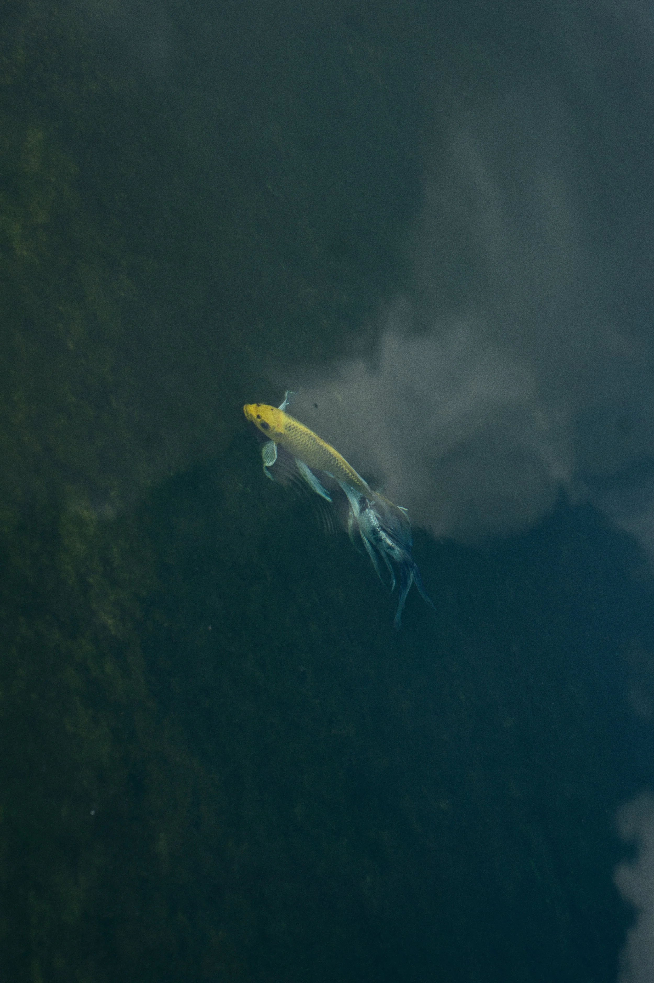 Reisfotografie Thailand water wolk vis