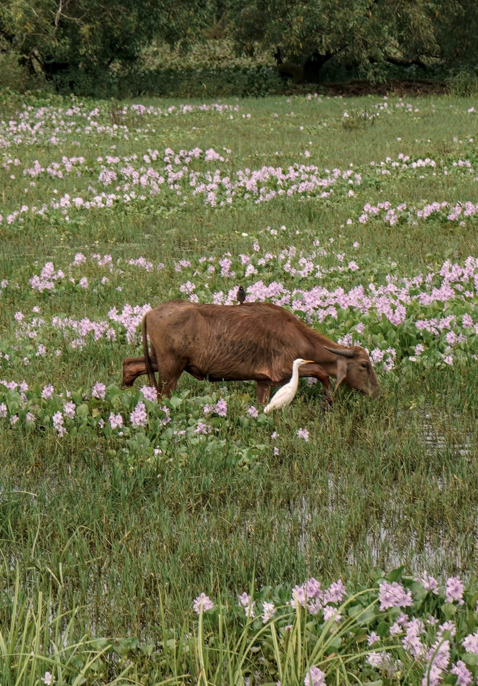 Documentaire fotografie: grazend kalf met een reiger in een veld vol roze bloemen