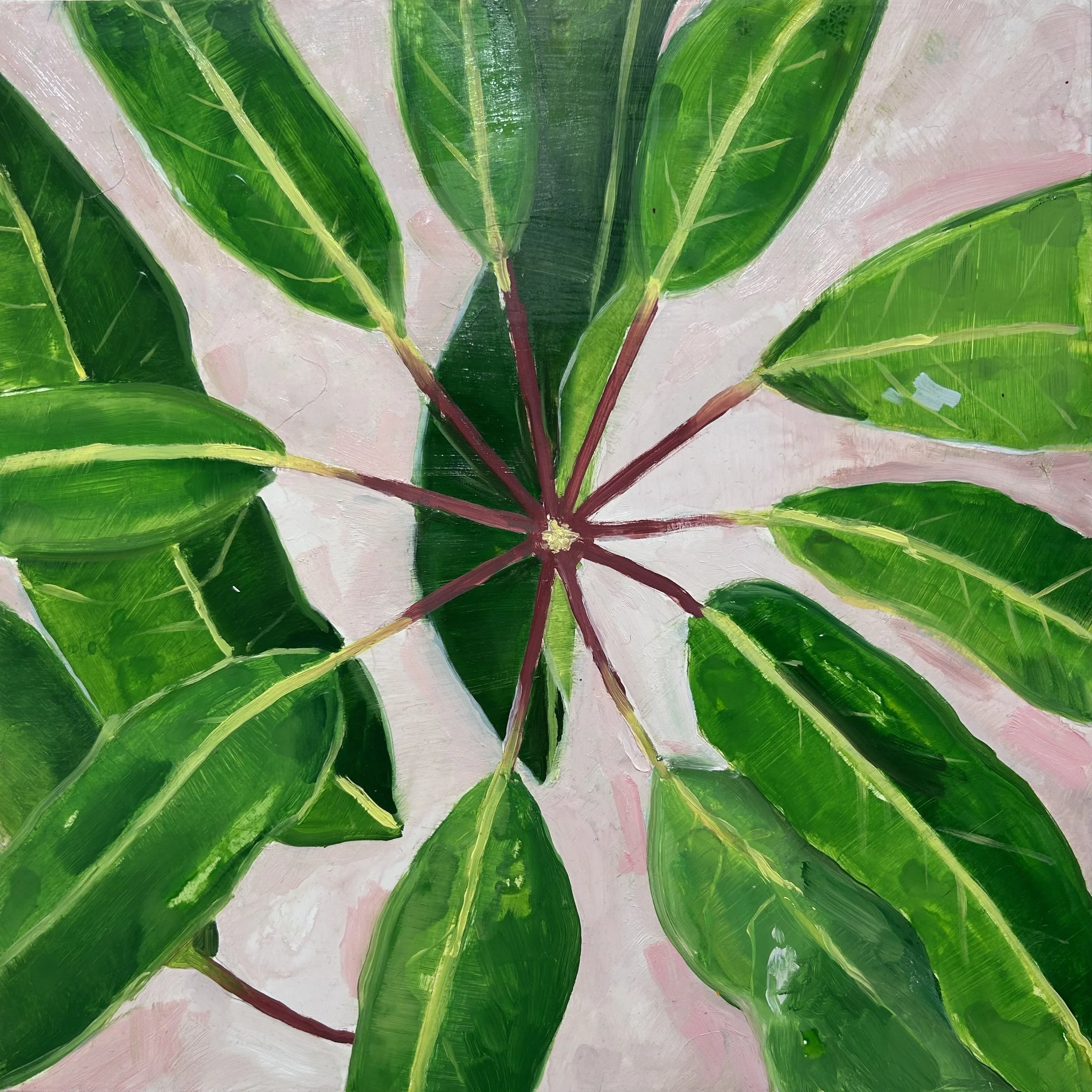 Holland Cunningham, Houseplant, 2026, Oil on board, 12 x 12 inches