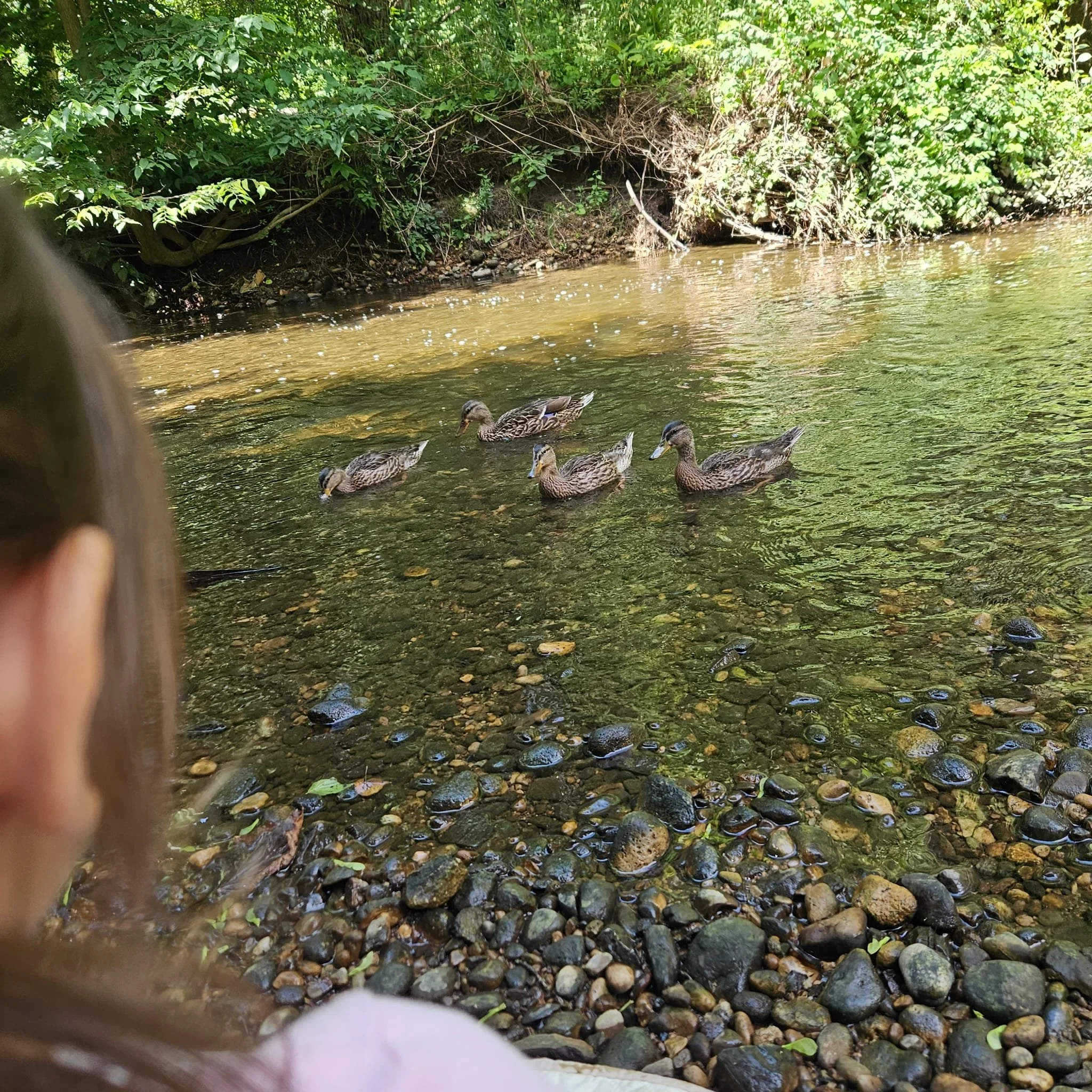 Camp Photo ducks Child POV.jpg