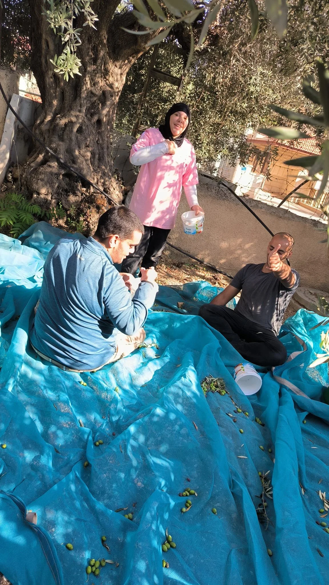 Report Pic 8 - Olive picking.jpg