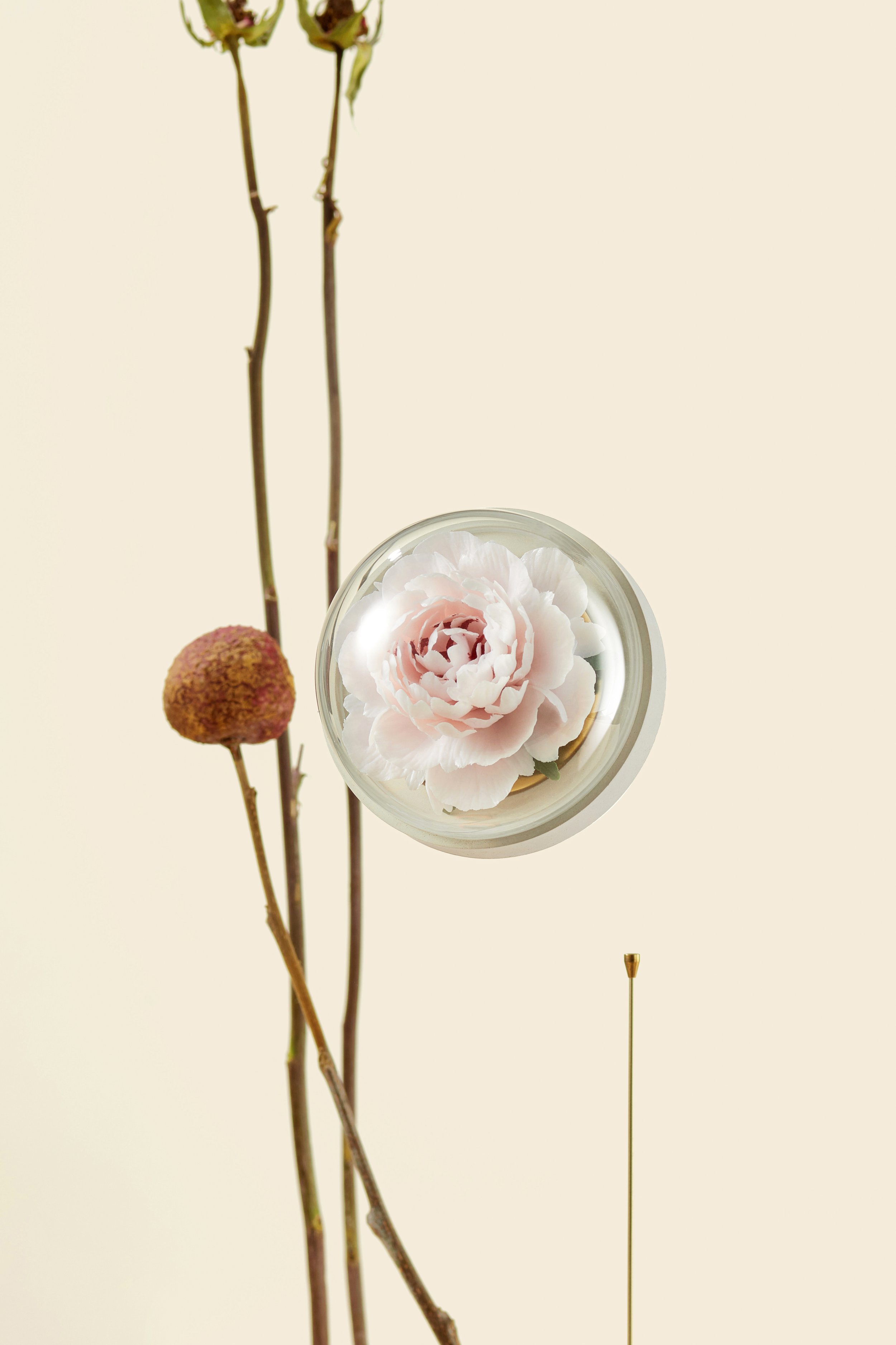 芍药2.jpg