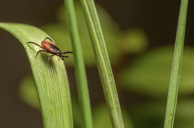 The Physics of Tick Attraction: How Electrostatic Charge Enables Ticks to Reach Hosts Across Air Gaps – and the Actionable Insights This Provides