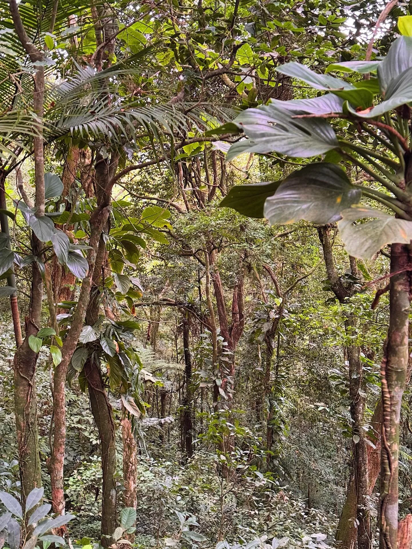 If you want faster recovery after exercise, go for a walk somewhere green.

Here&rsquo;s the physics: chlorophyll in leaves absorbs red and blue light for photosynthesis but reflects two wavelength ranges back at you &mdash; green (~525nm) and near-i