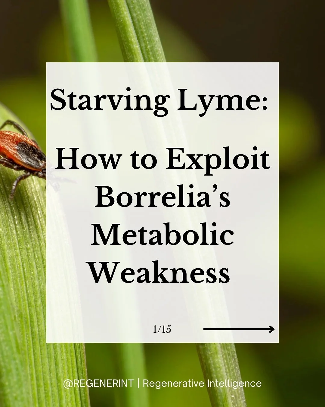 A 2025 study identified Borrelia burgdorferi&rsquo;s dependence on lactate dehydrogenase (LDH) as its metabolic Achilles&rsquo; heel.

LDH allows the bacteria to sustain glycolysis by converting lactate and pyruvate to regenerate NAD⁺&mdash;its only 