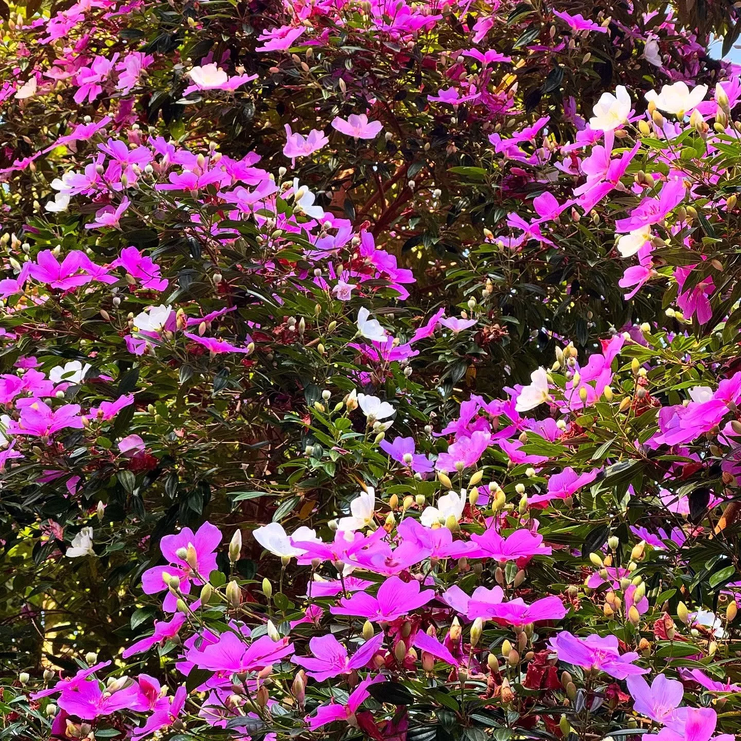 Each wavelength of light has biological effects. 

Violet light is electromagnetic energy with wavelengths ranging from roughly 400 to 450 nanometers &mdash; the shortest wavelength of light that is visible to us, sitting on the threshold of the ultr