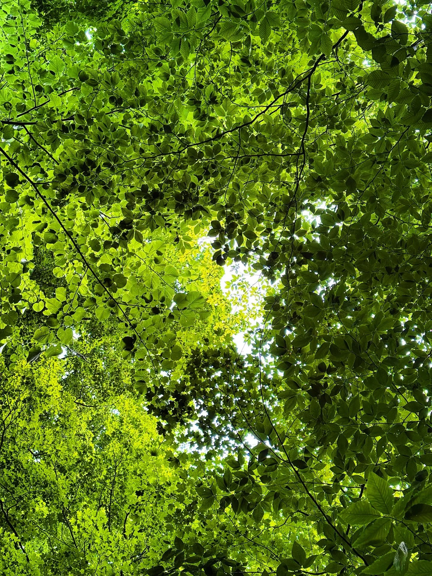 Resting in the shade of a canopy is good for your health. Tree leaves absorb the red and blue wavelengths of light and reflect the green and the near infrared. Green light through the visual system increases the body&rsquo;s endogenous enkephalins an