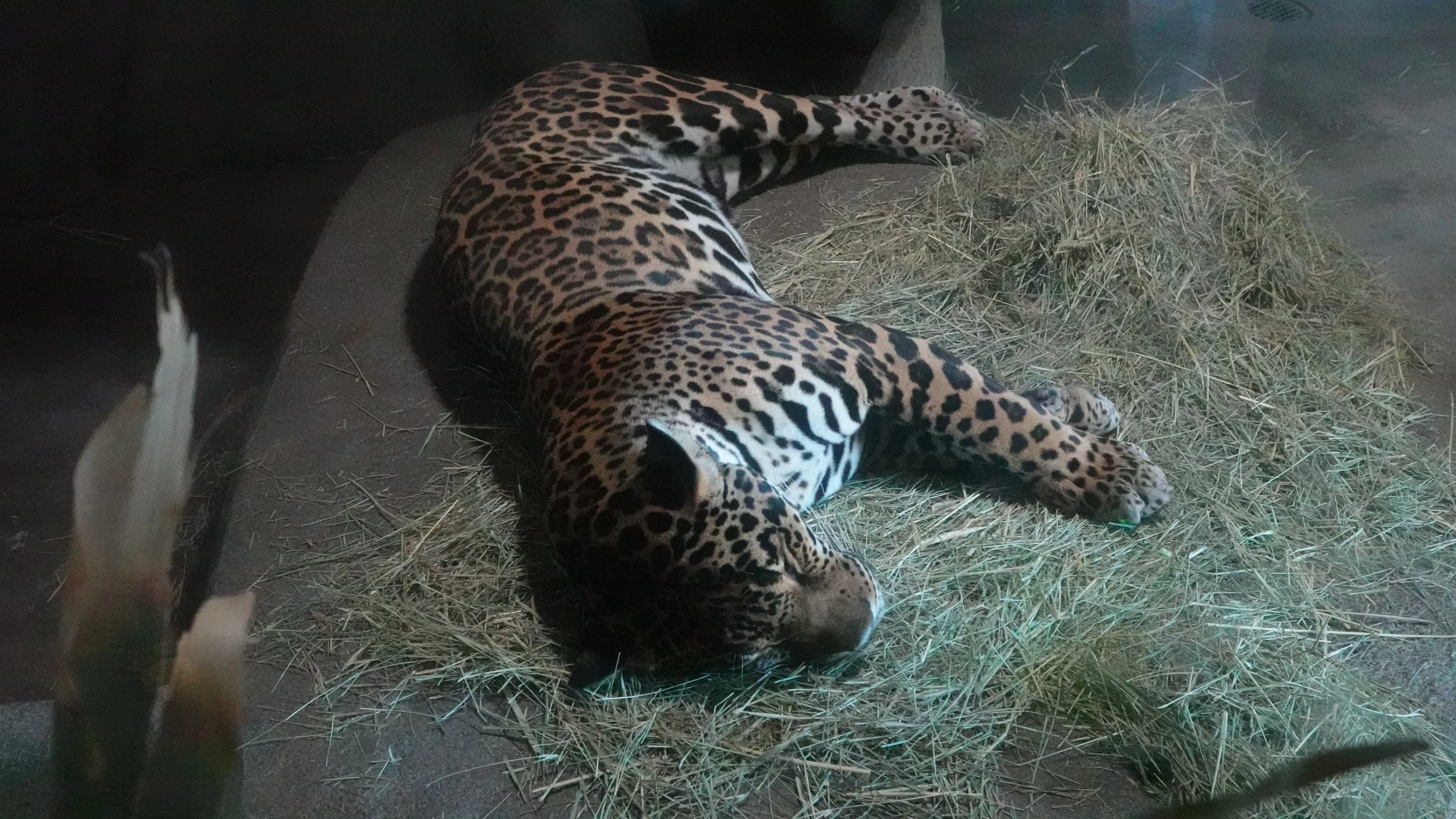 Moments with Animals